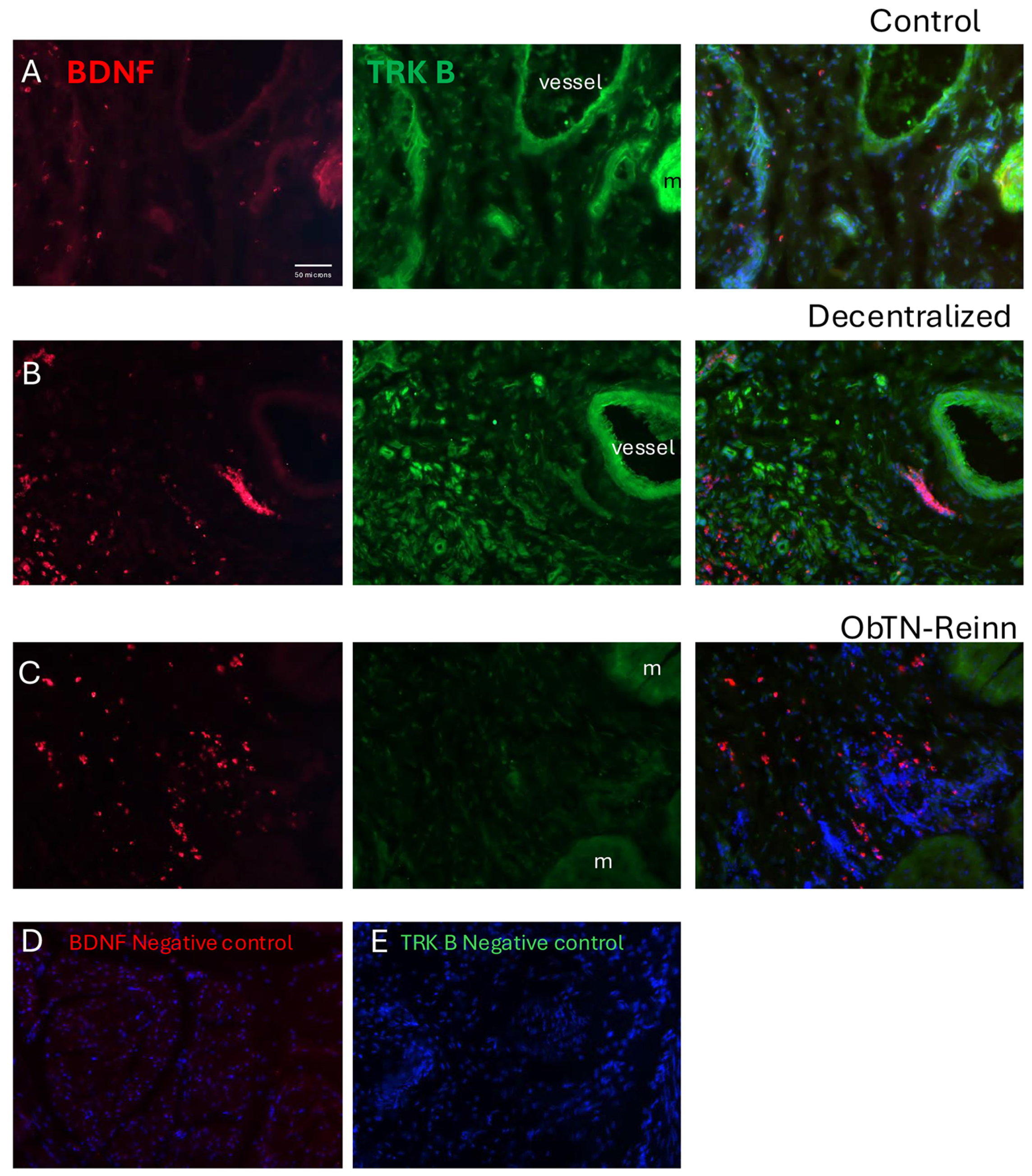 Cells 14 00406 g007 Cells 14 00406 g007