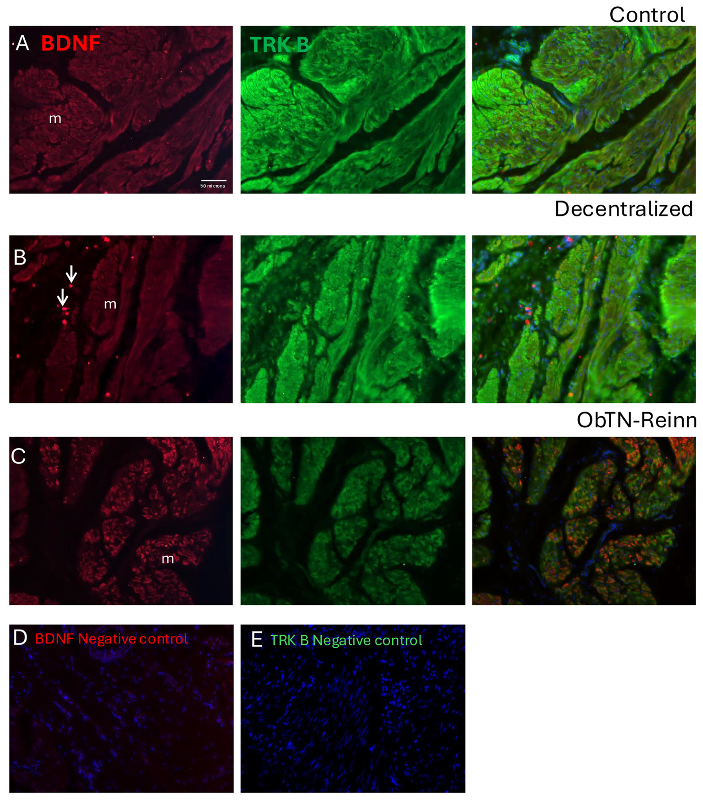Cells 14 00406 g008 Cells 14 00406 g008