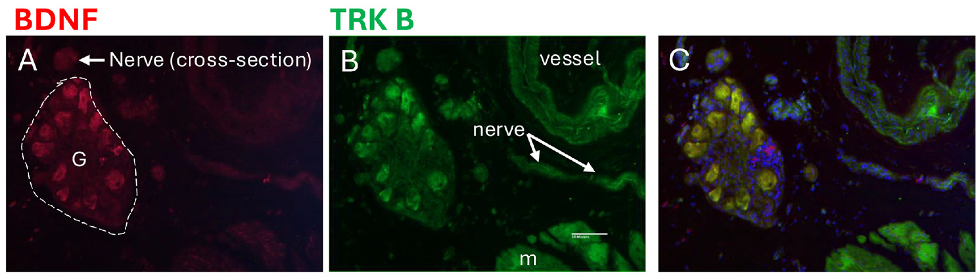 Cells 14 00406 g009 Cells 14 00406 g009