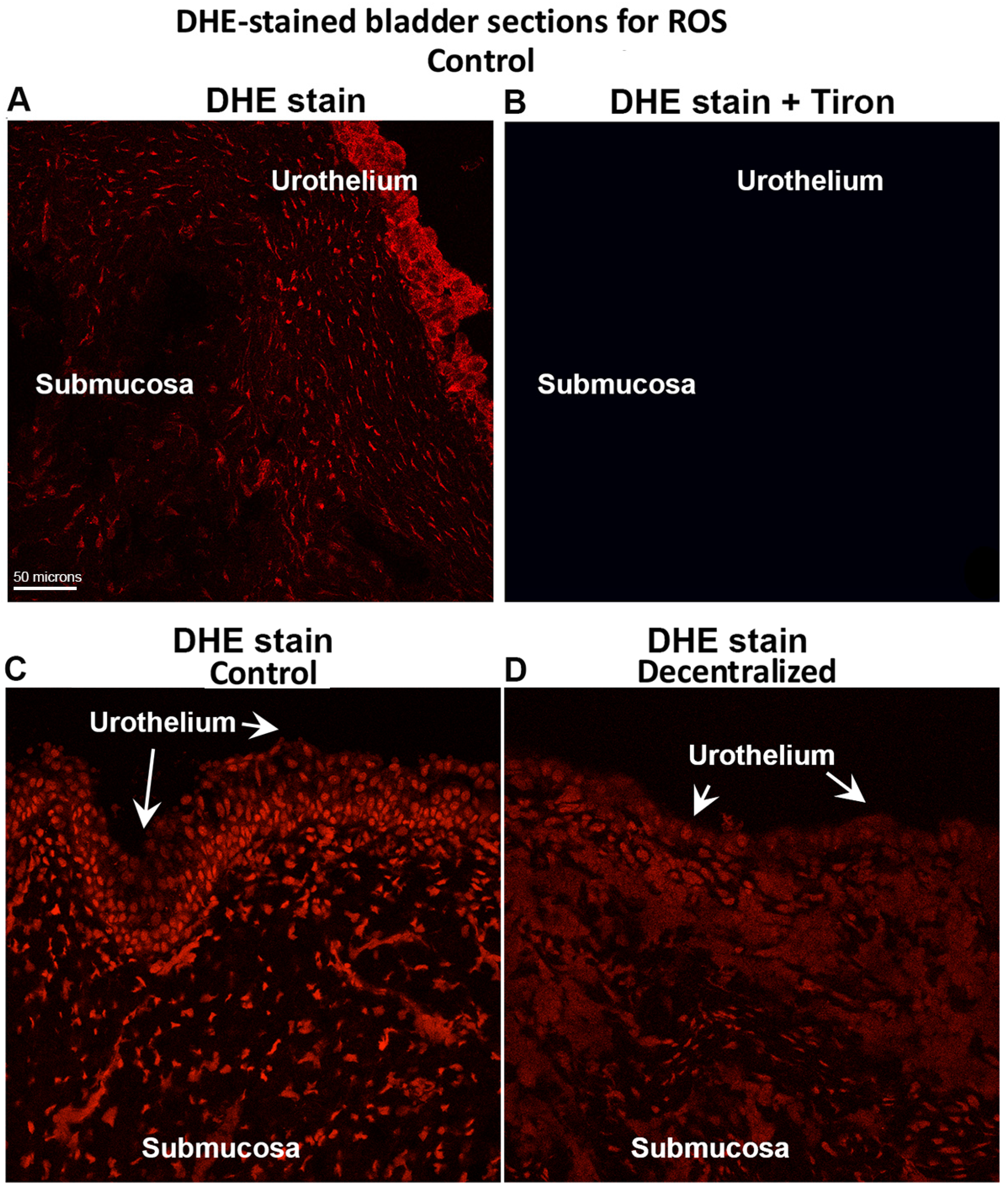 Cells 14 00406 g010 Cells 14 00406 g010