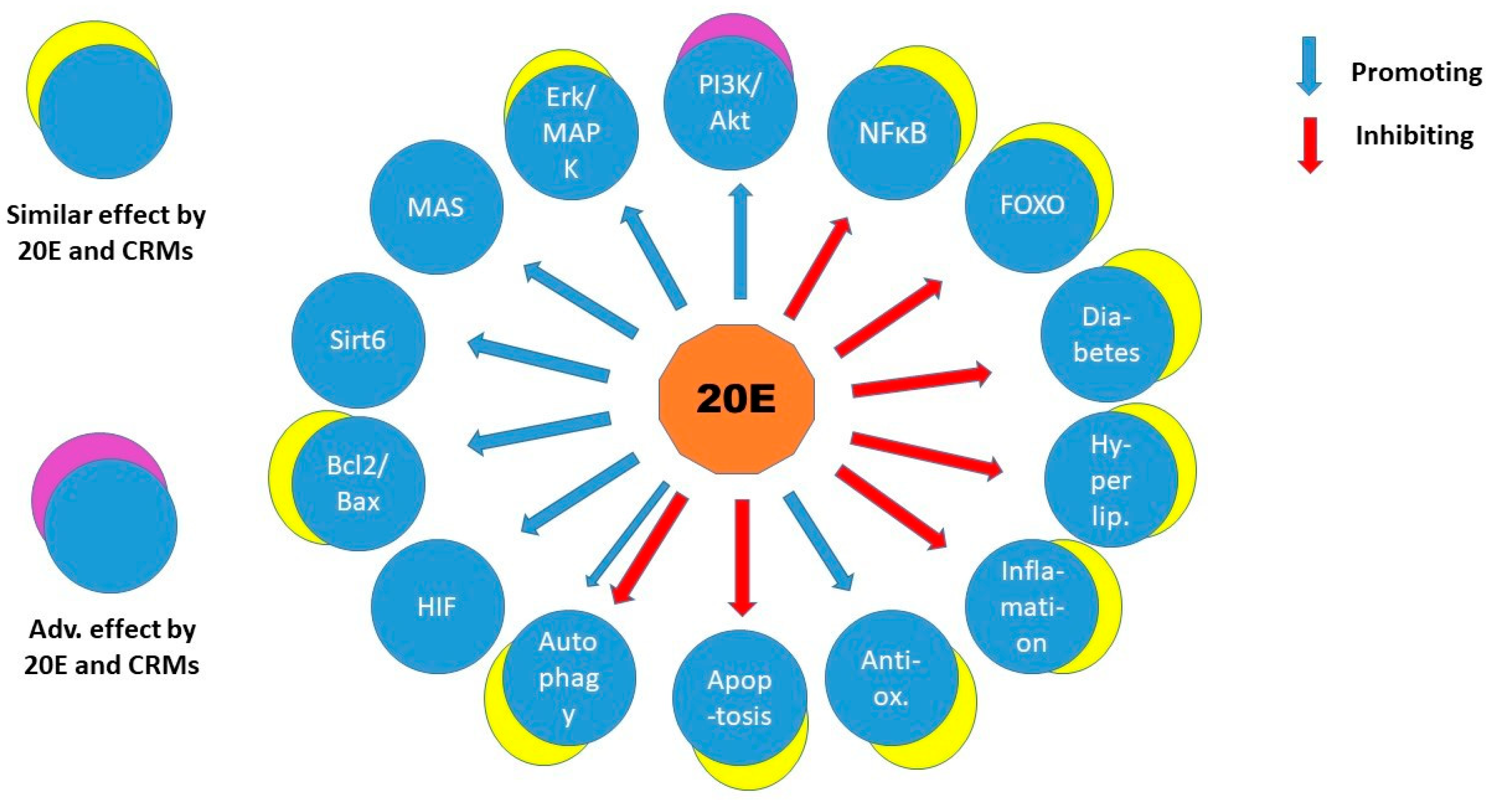 Molecular Targets of 20-Hydroxyecdysone in Mammals