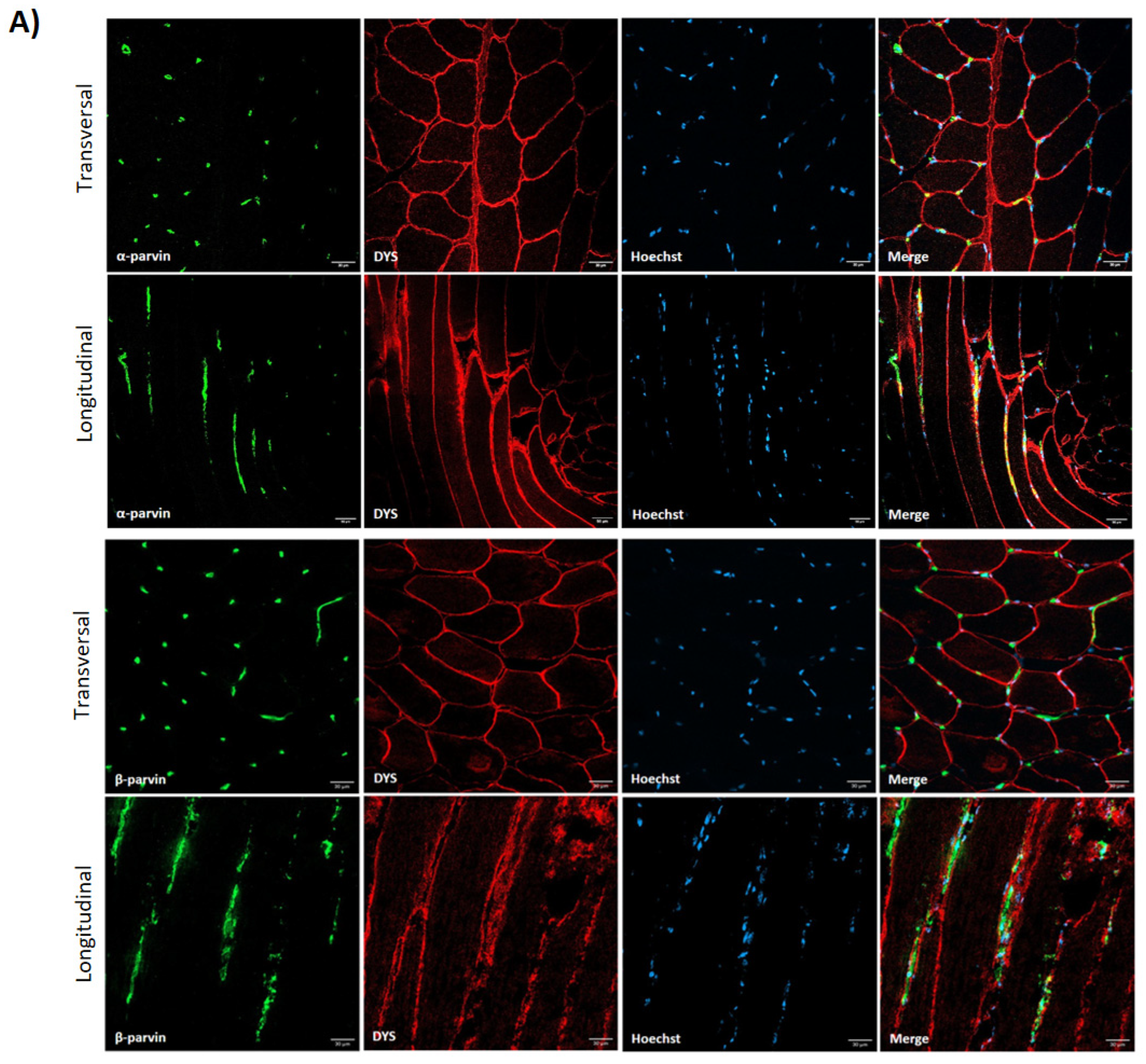 Cells 14 00446 g002a