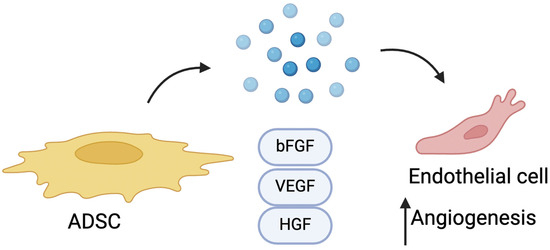 A Comprehensive Exploration of the Biological Effects of Adipose