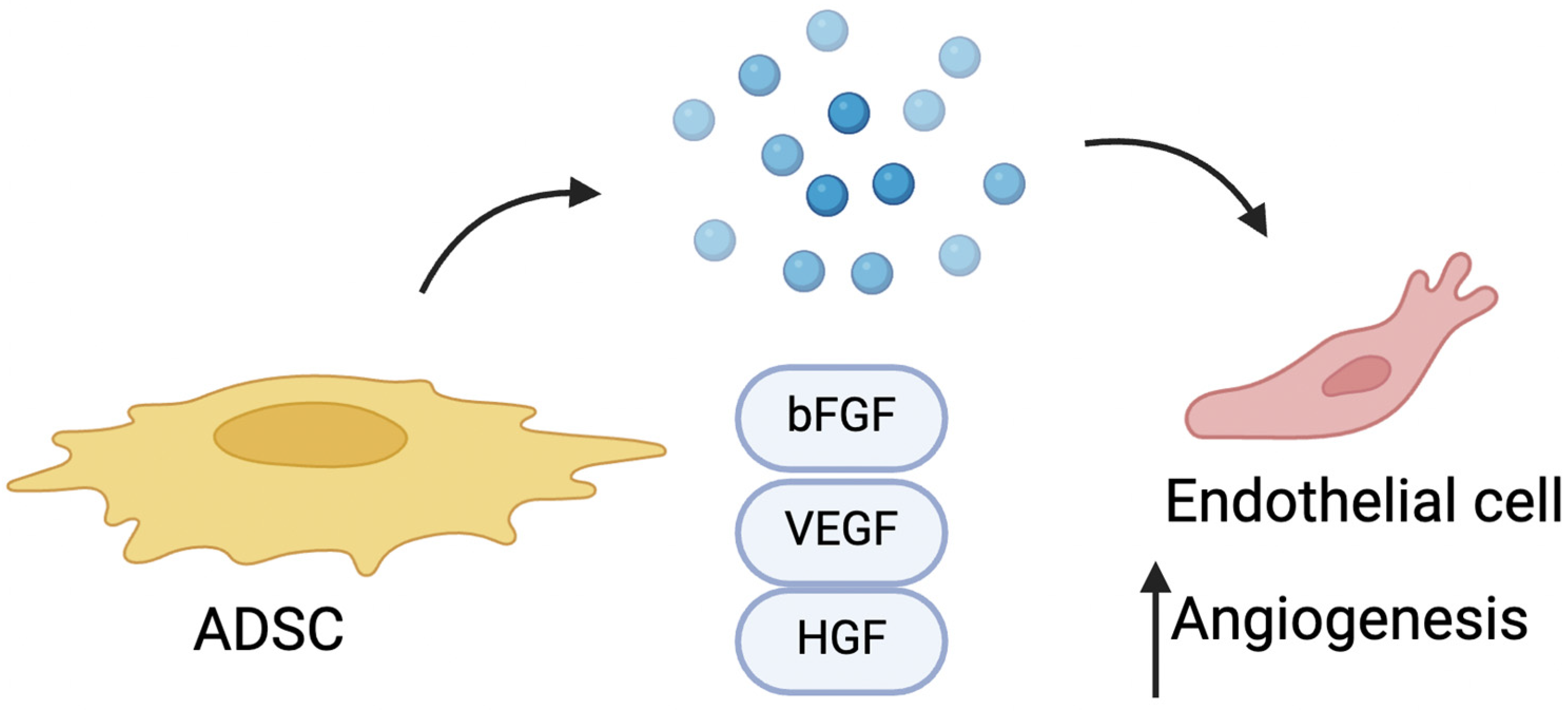 Frontiers | Mitophagy in atherosclerosis: from mechanism to
