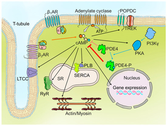 Role of PDE4 Family in Cardiomyocyte Physiology and Heart Role of PDE4 Family in Cardiomyocyte Physiology and Heart