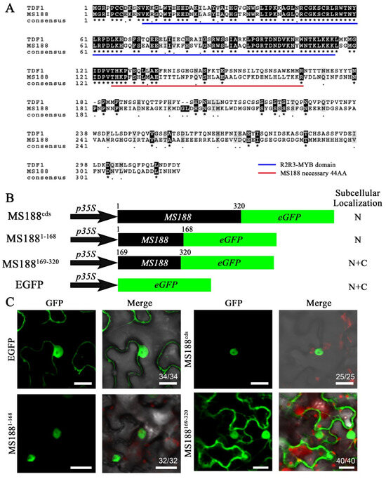 Identification of Nuclear Localization Sequence (NLS) Sites in R2R3-MYB ...