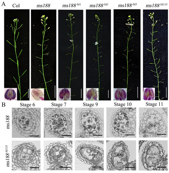 Identification of Nuclear Localization Sequence (NLS) Sites in R2R3-MYB ...
