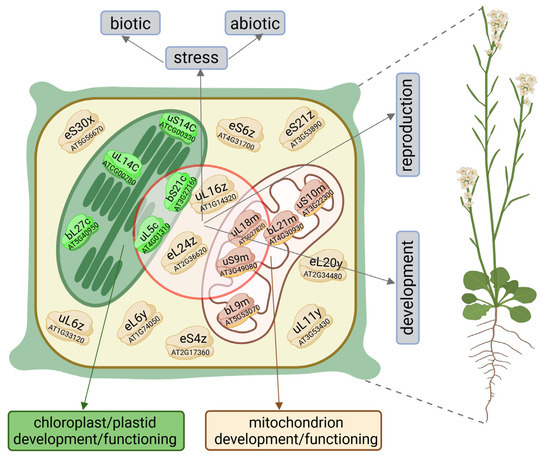 Decoding Plant Ribosomal Proteins: Multitasking Players in