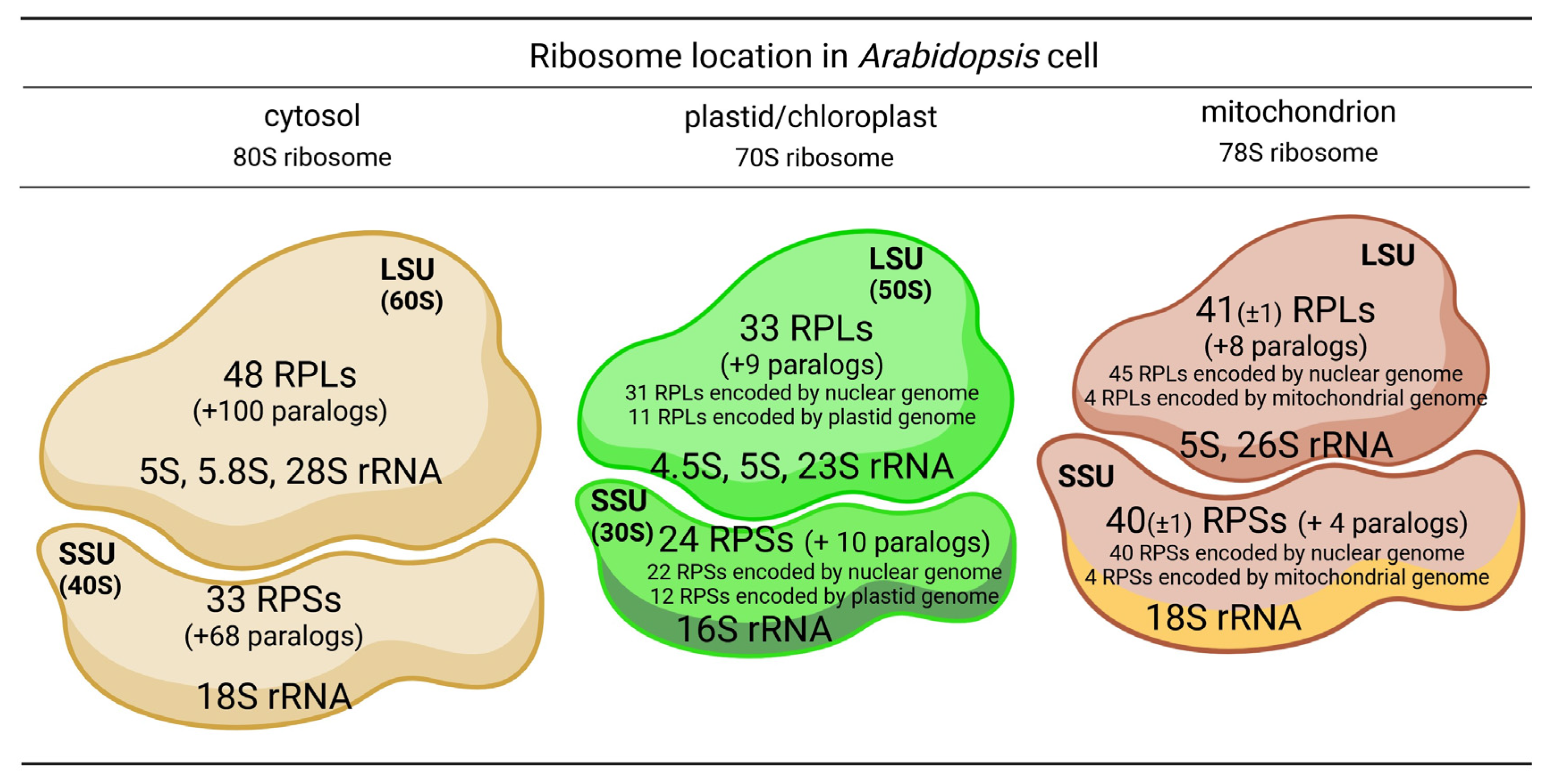Epigenomic Dysregulation in Schizophrenia: In Search of