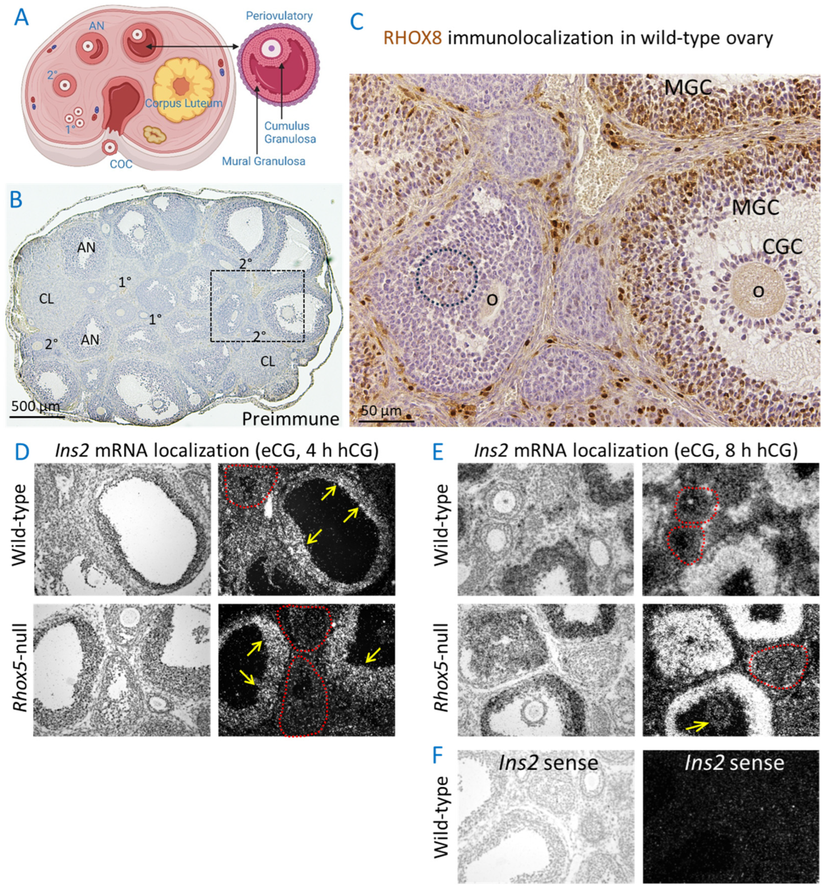 Cells 14 00478 g002 Cells 14 00478 g002