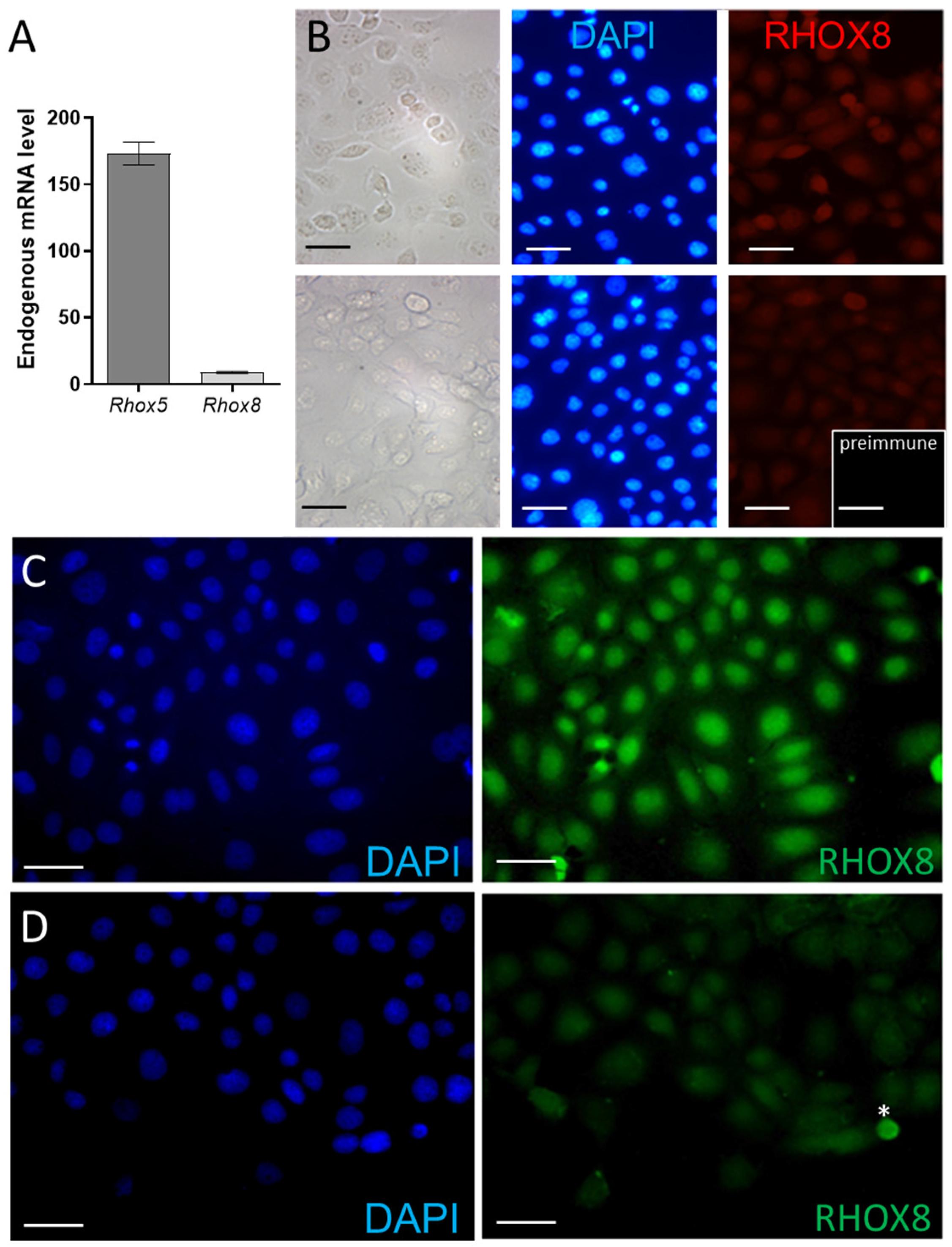 Cells 14 00478 g003 Cells 14 00478 g003