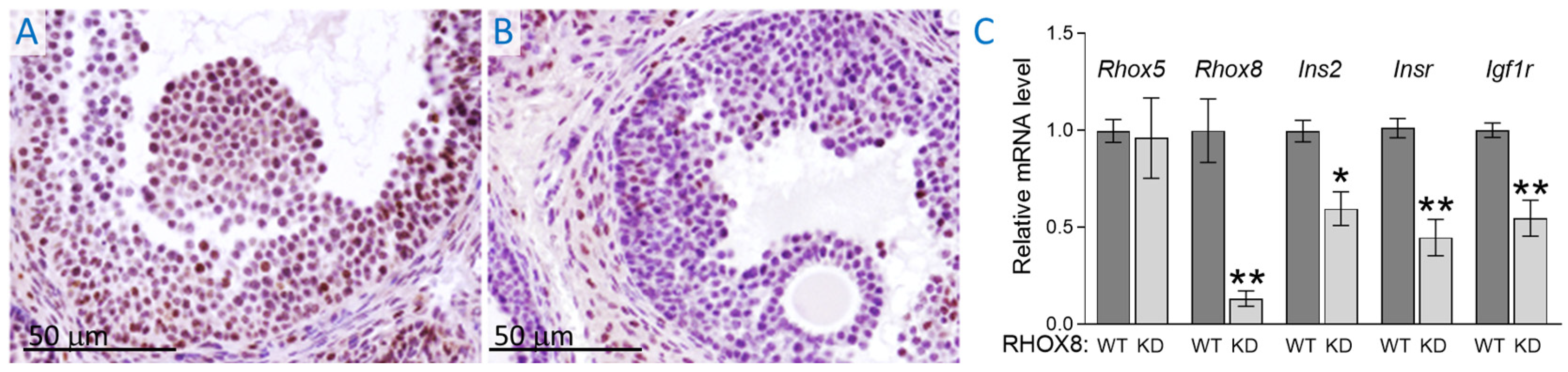 Cells 14 00478 g005 Cells 14 00478 g005