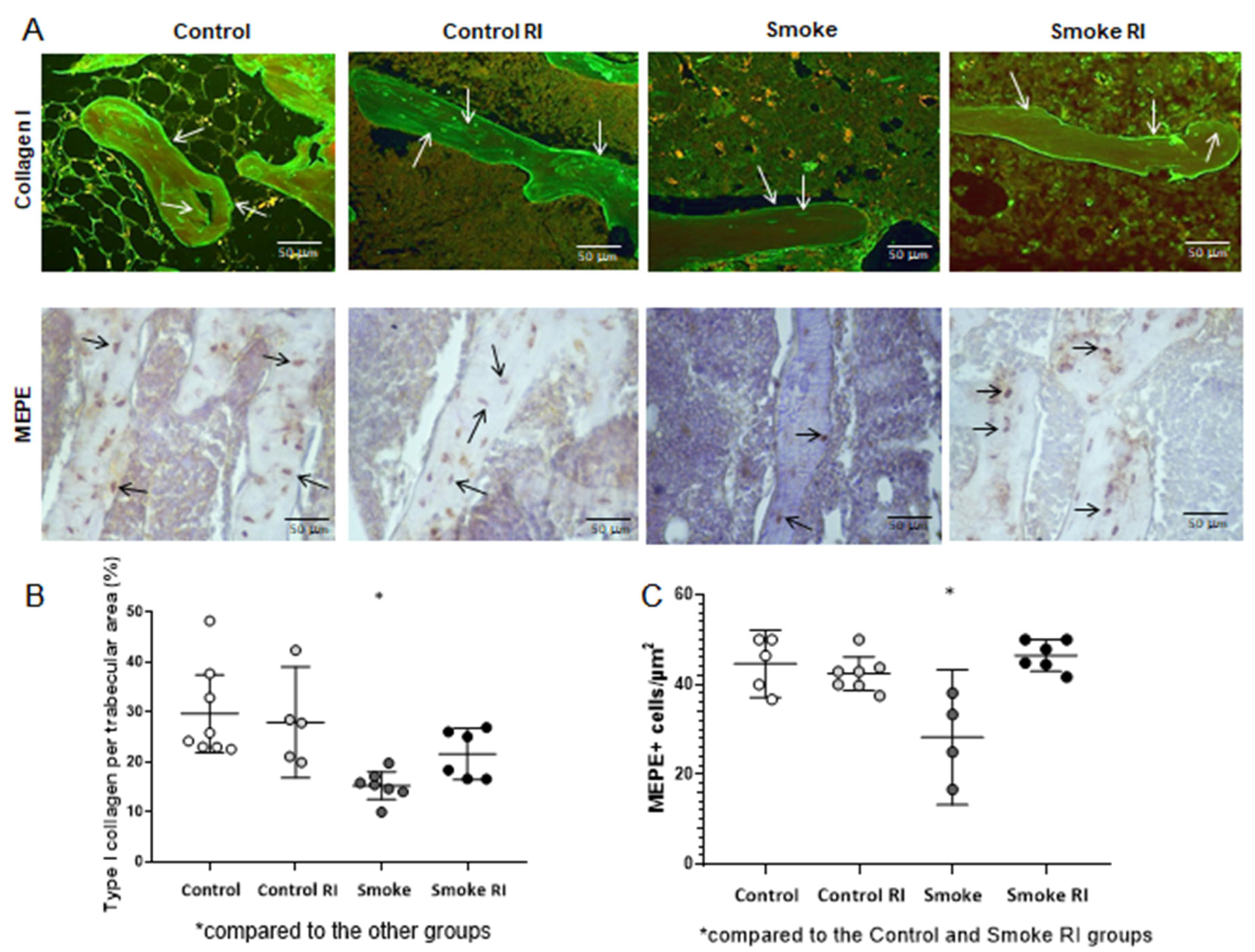 Cells 14 00503 g005 Cells 14 00503 g005