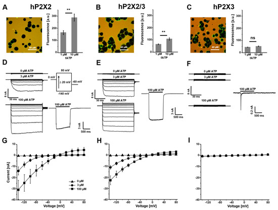 Differential Effects of Hearing Loss Mutations in Homomeric P2X2