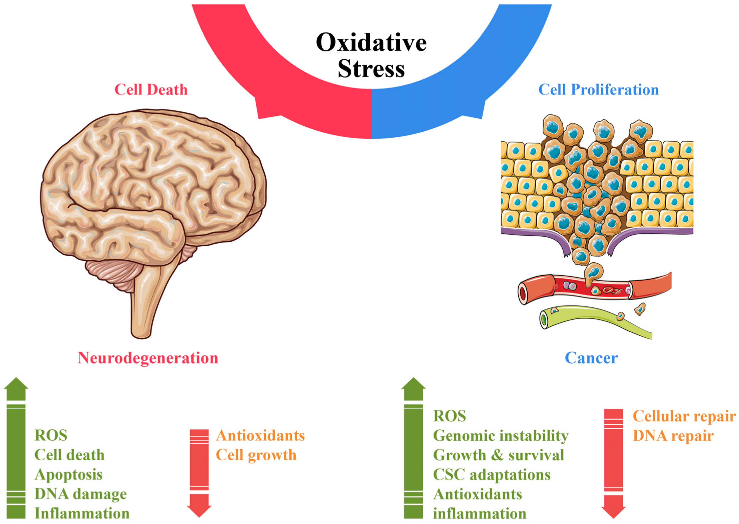 Cells 14 00511 g002 Cells 14 00511 g002