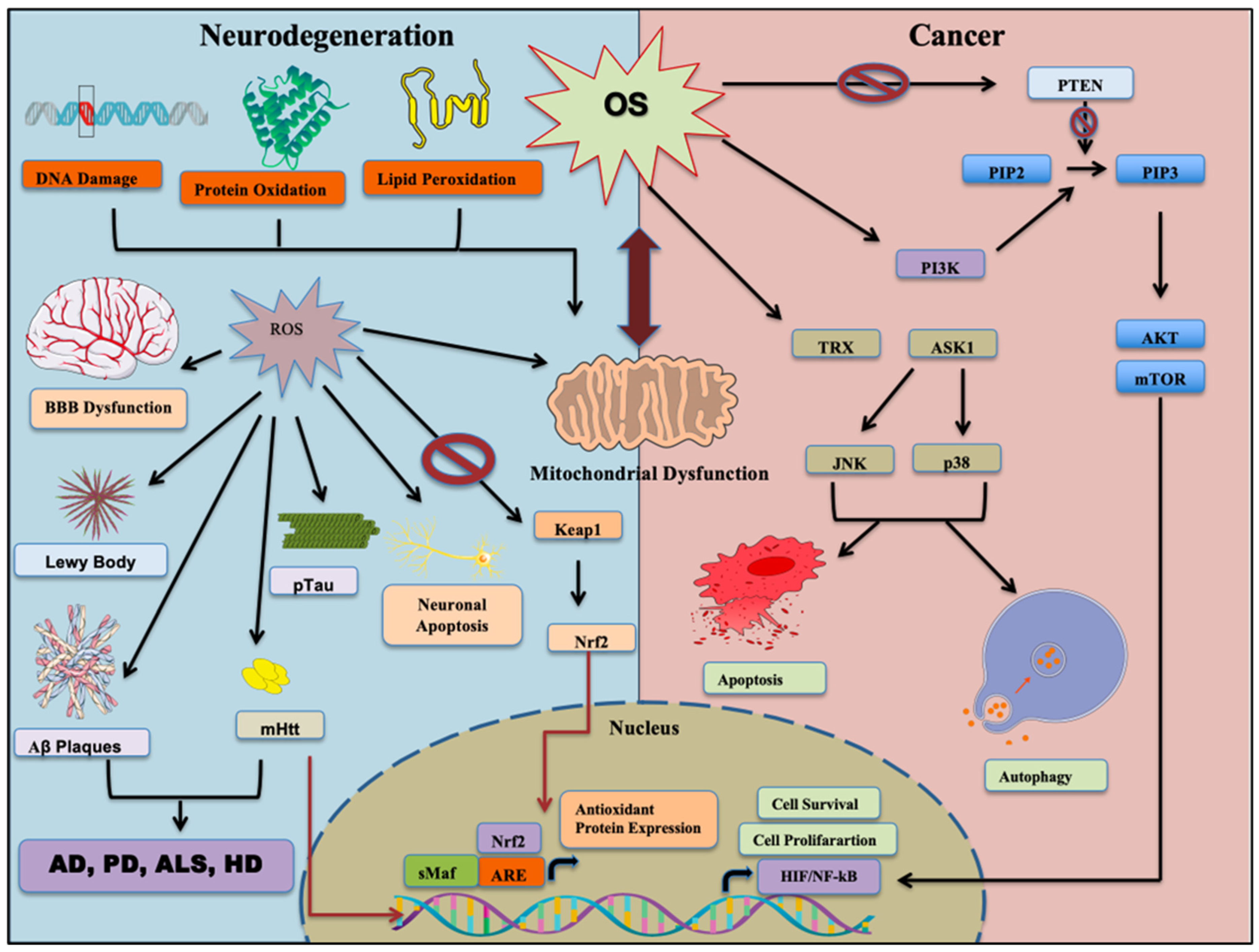 Cells 14 00511 g003 Cells 14 00511 g003