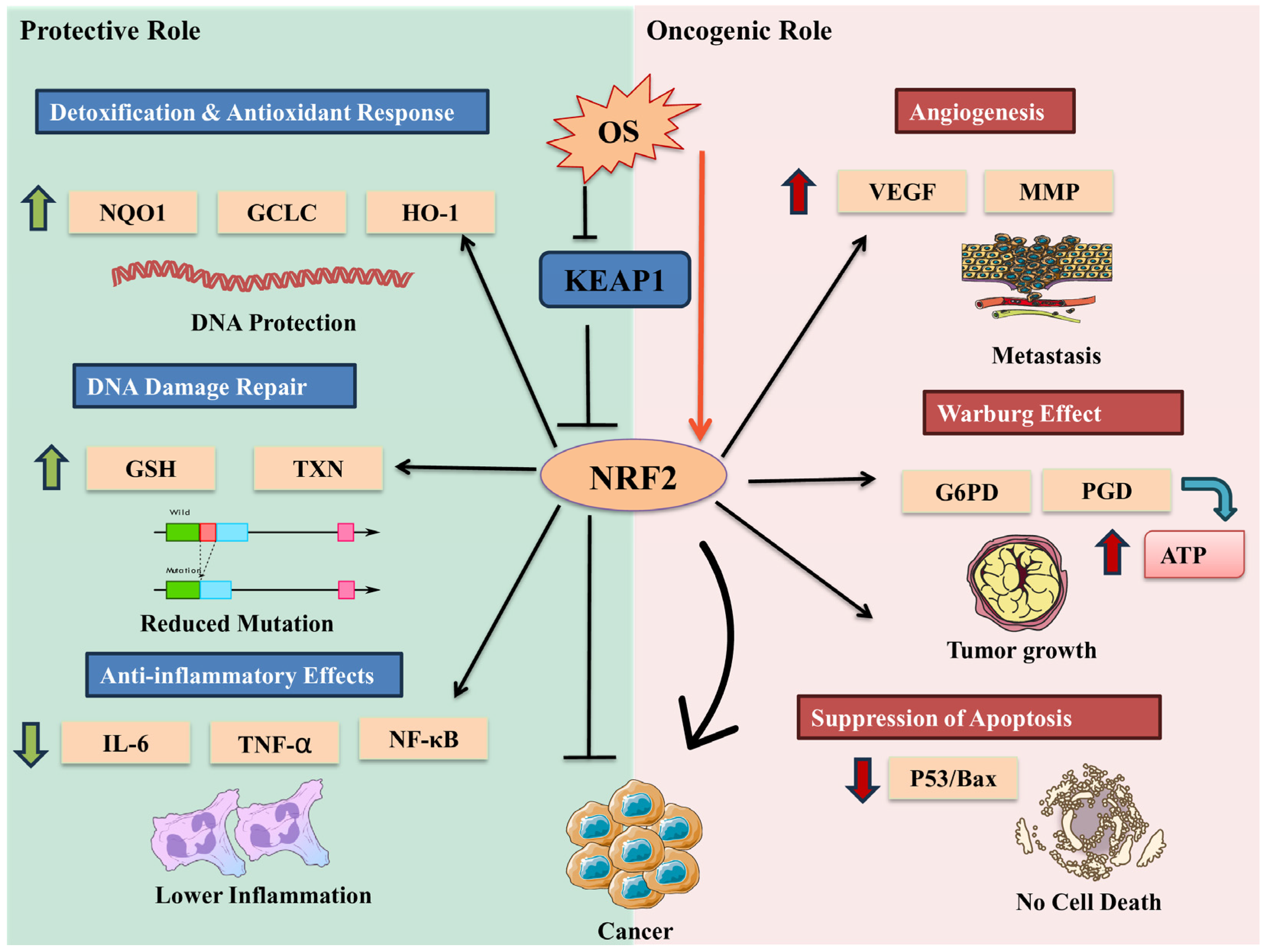Cells 14 00511 g004 Cells 14 00511 g004