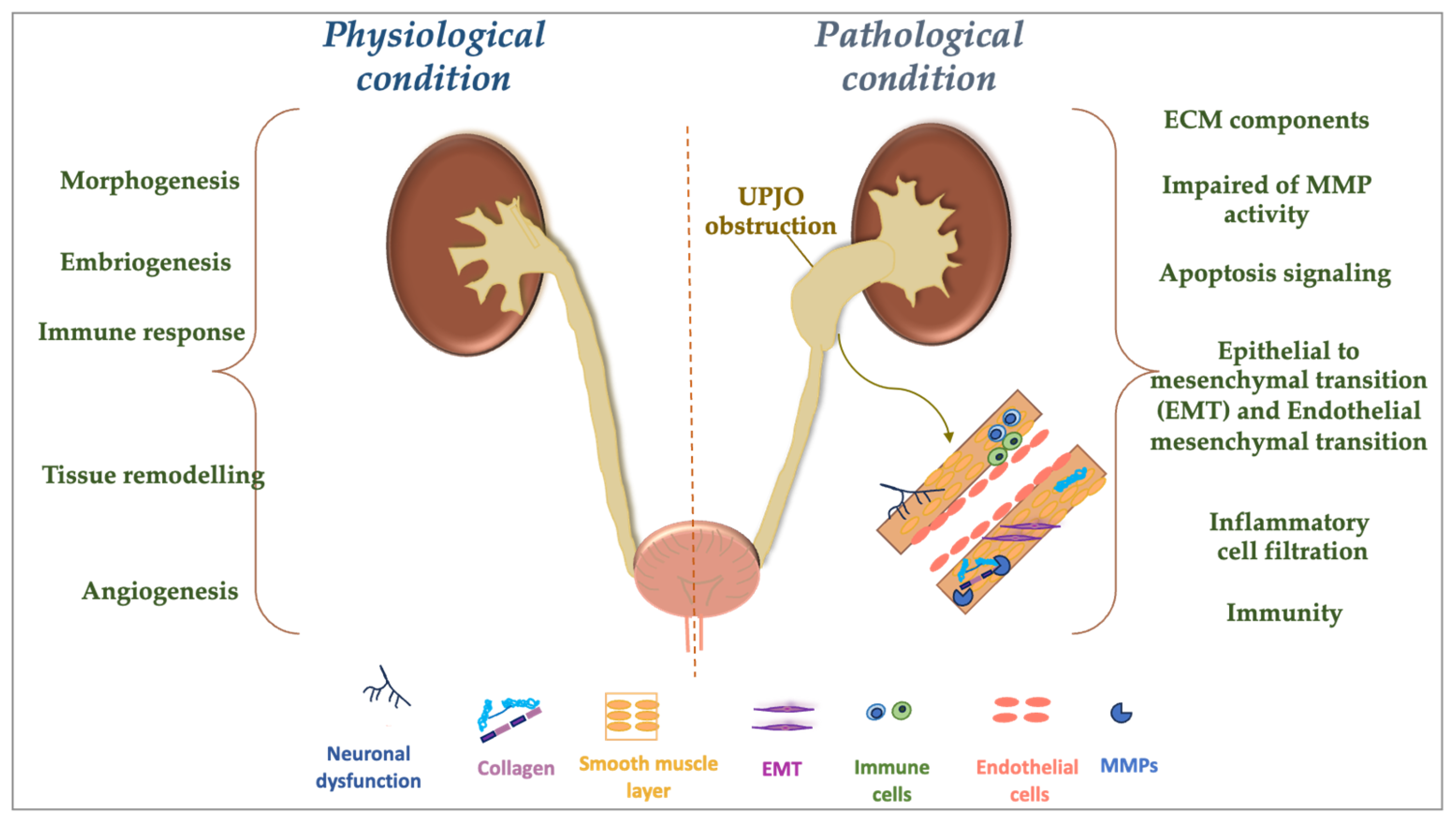 Cells 14 00520 g002 Cells 14 00520 g002