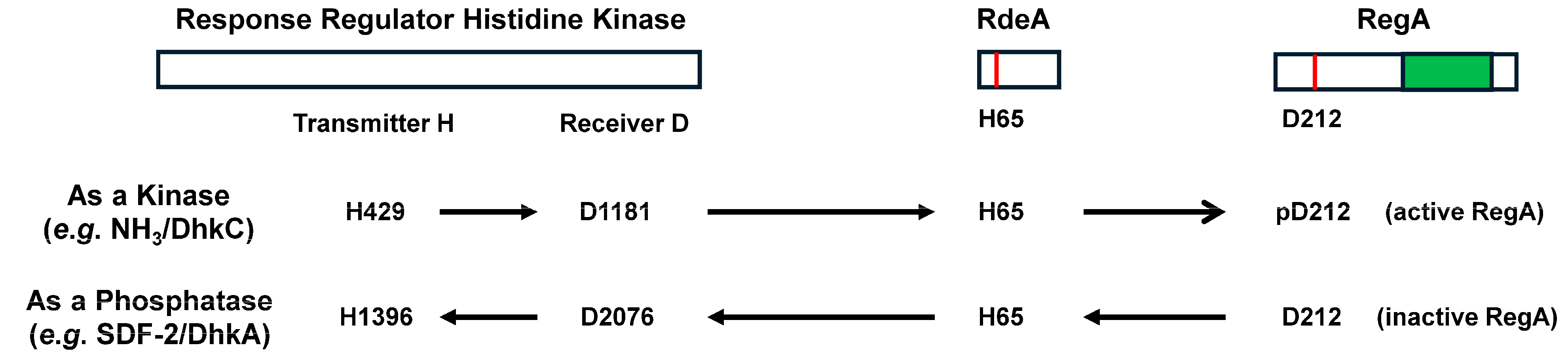 Cells 14 00522 g003 Cells 14 00522 g003