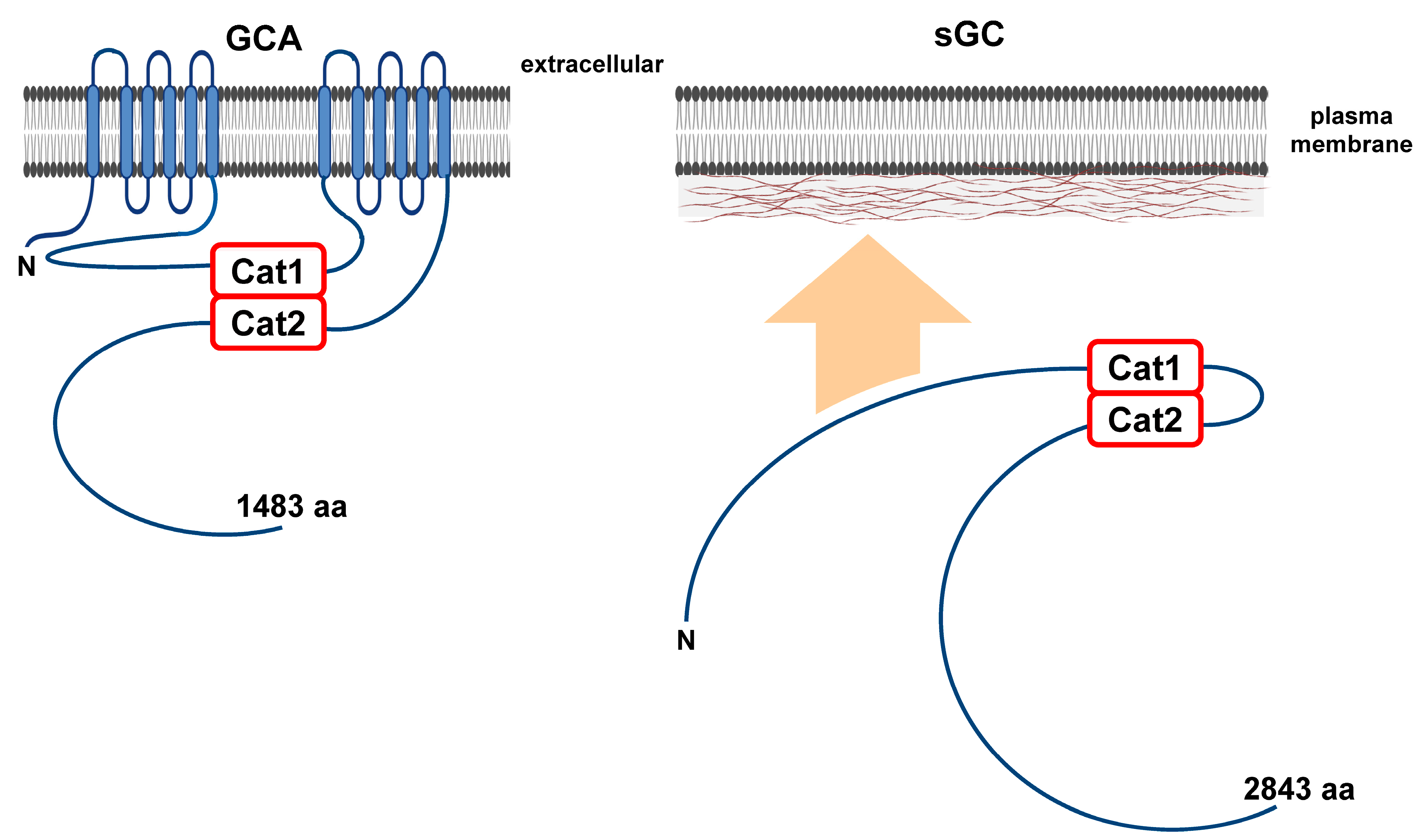 Cells 14 00522 g005 Cells 14 00522 g005