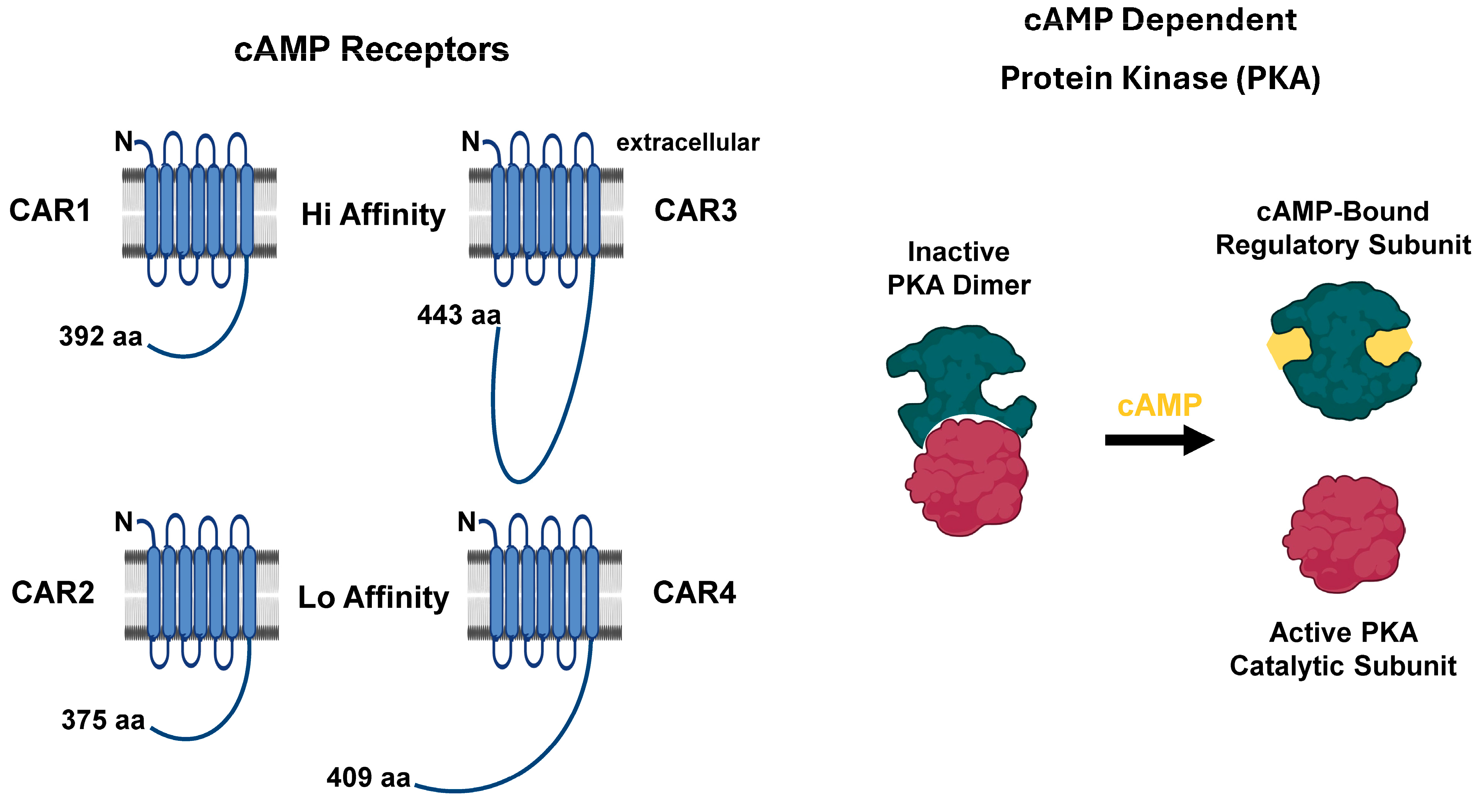 Cells 14 00522 g006 Cells 14 00522 g006