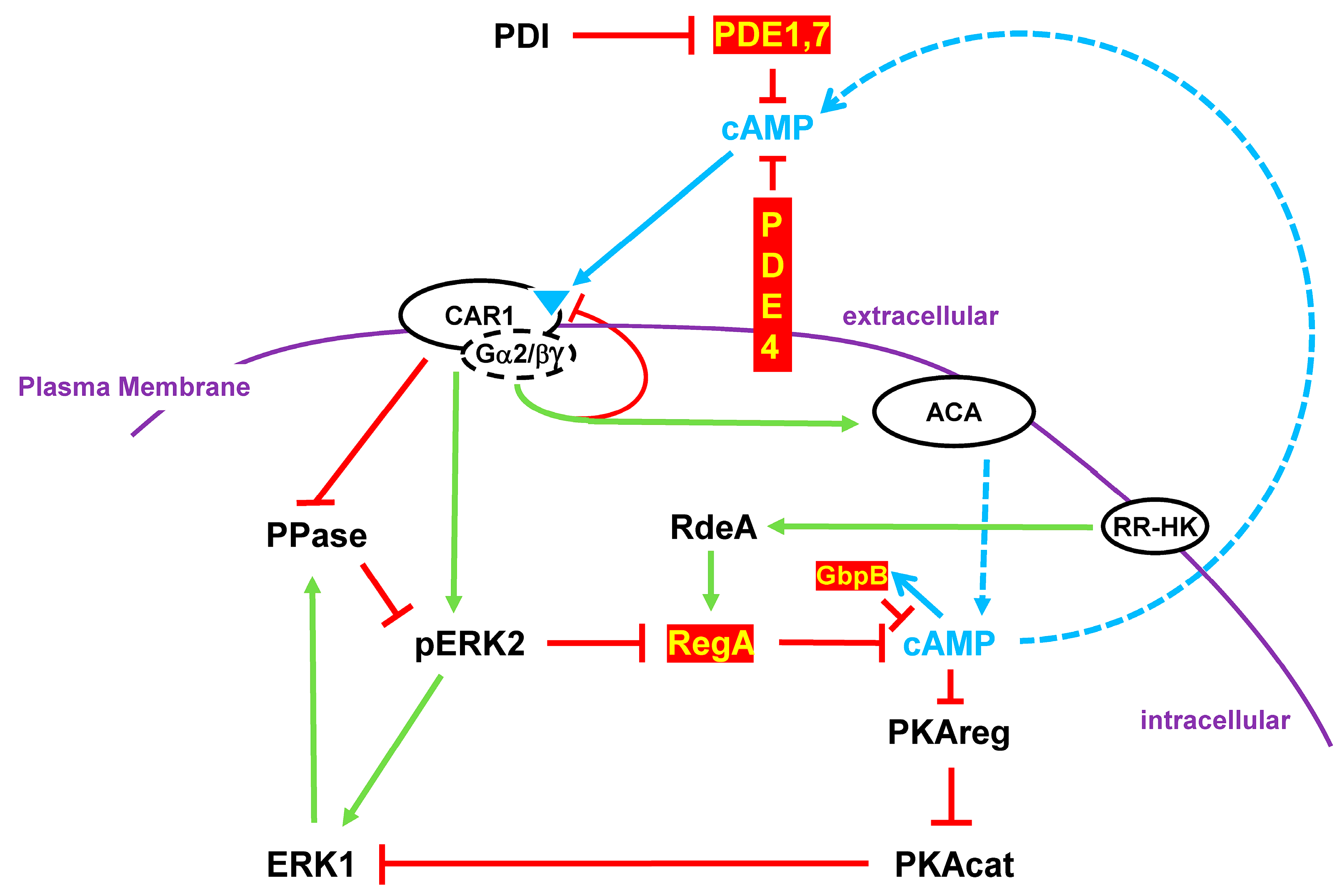 Cells 14 00522 g008 Cells 14 00522 g008