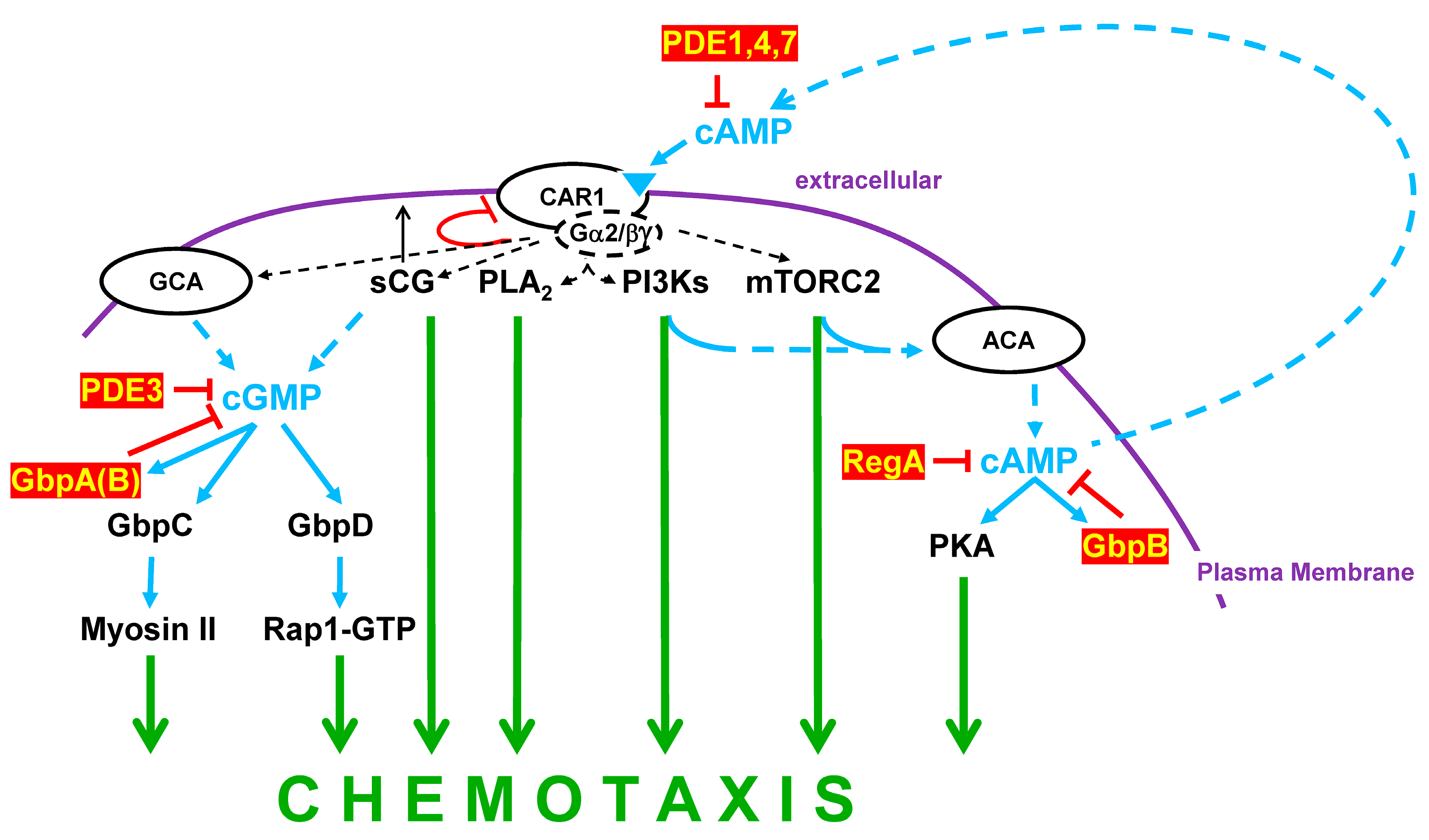 Cells 14 00522 g009 Cells 14 00522 g009