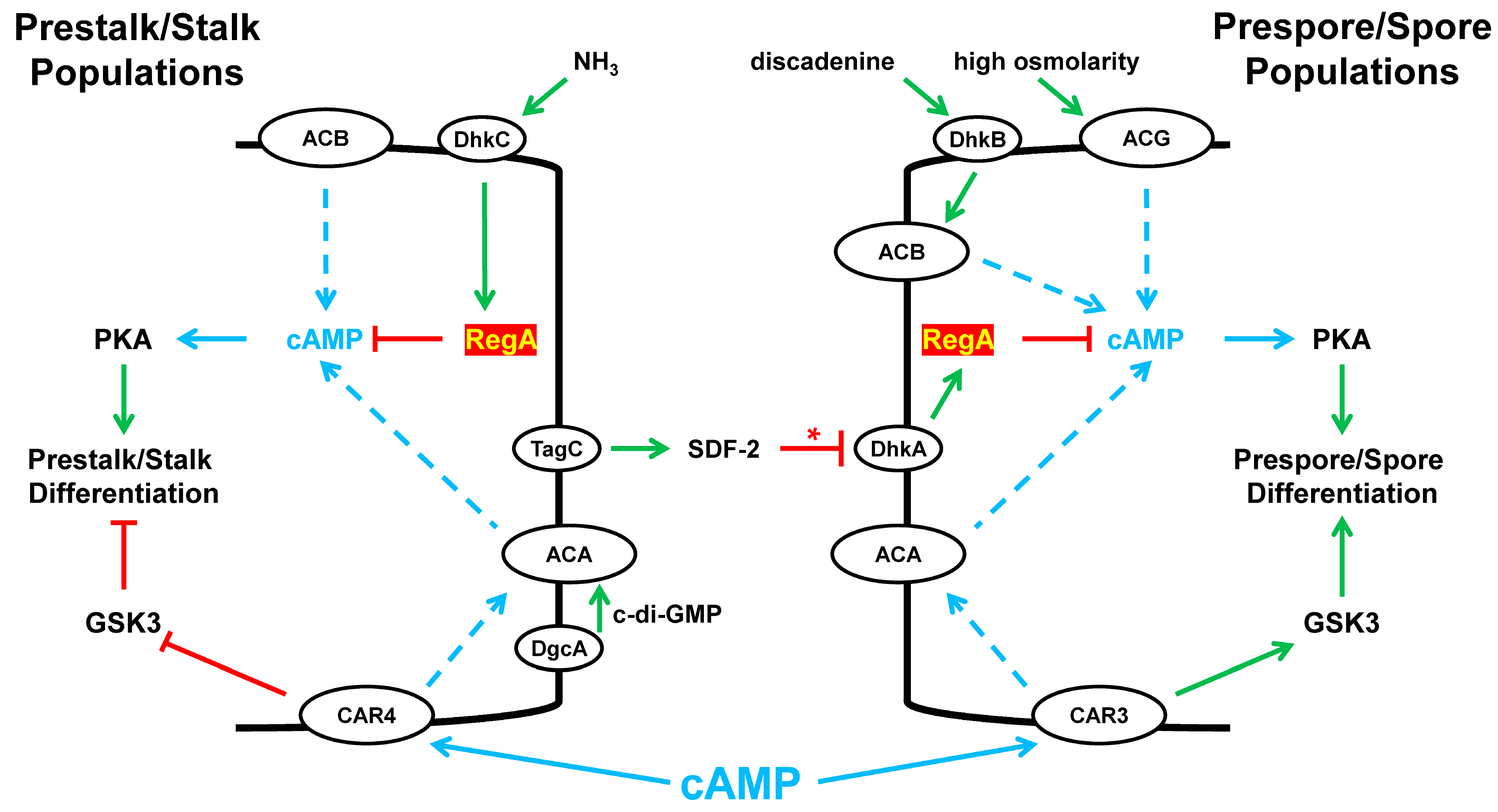Cells 14 00522 g010 Cells 14 00522 g010