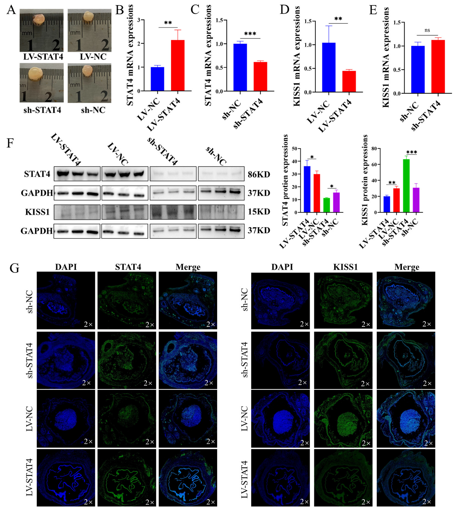 Cells 14 00523 g005