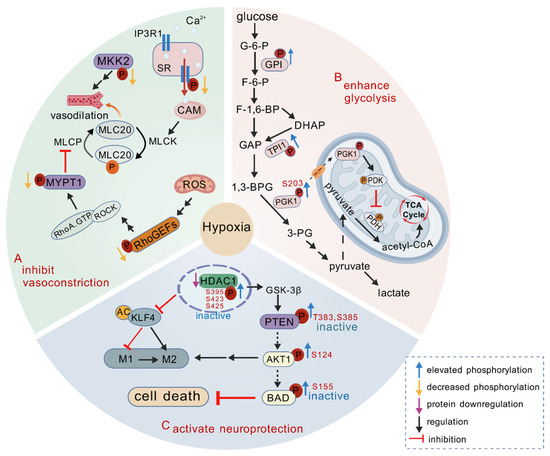 Integrative Proteomic and Phosphoproteomic Profiling Reveals Integrative Proteomic and Phosphoproteomic Profiling Reveals