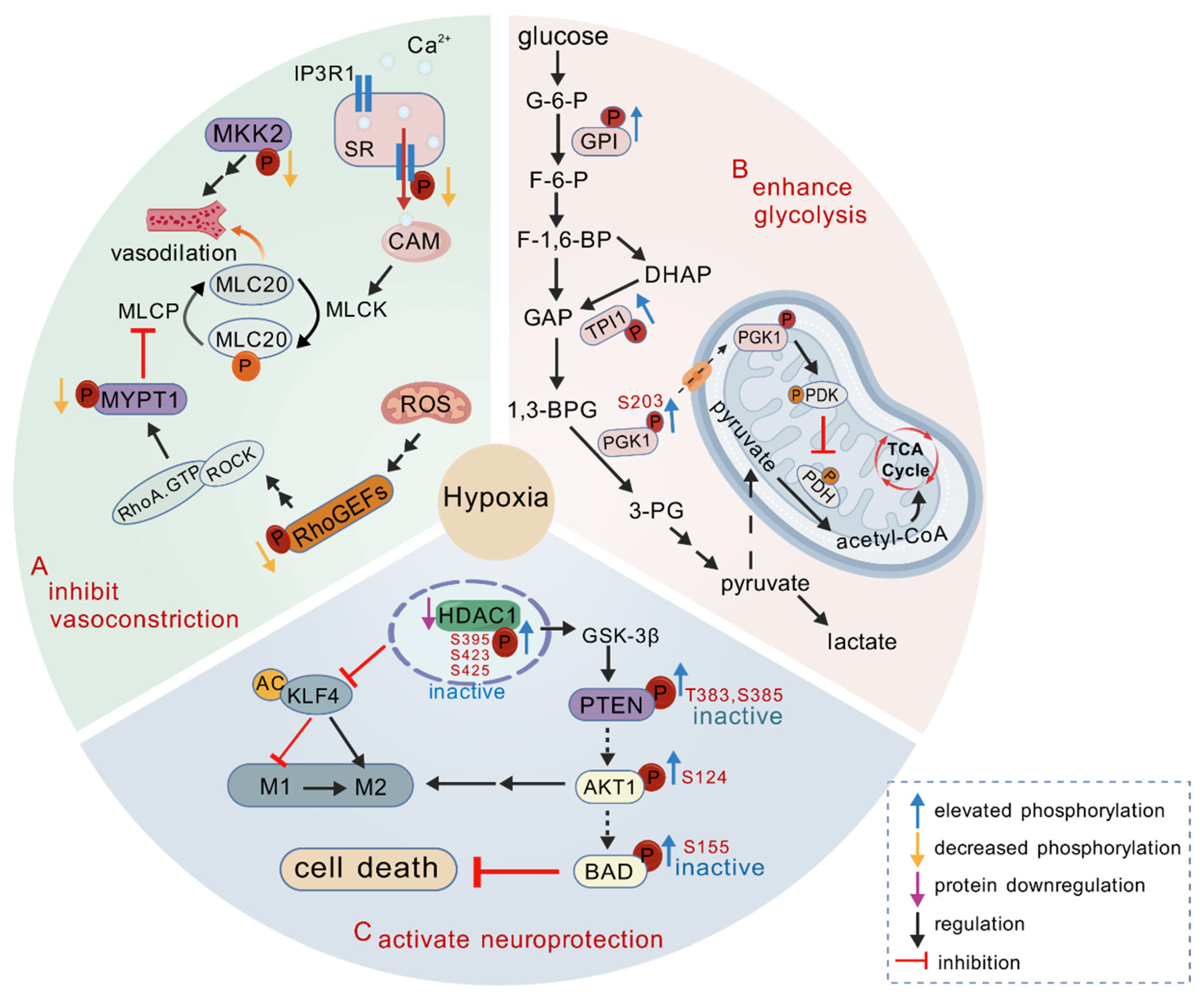 Integrative Proteomic and Phosphoproteomic Profiling Reveals