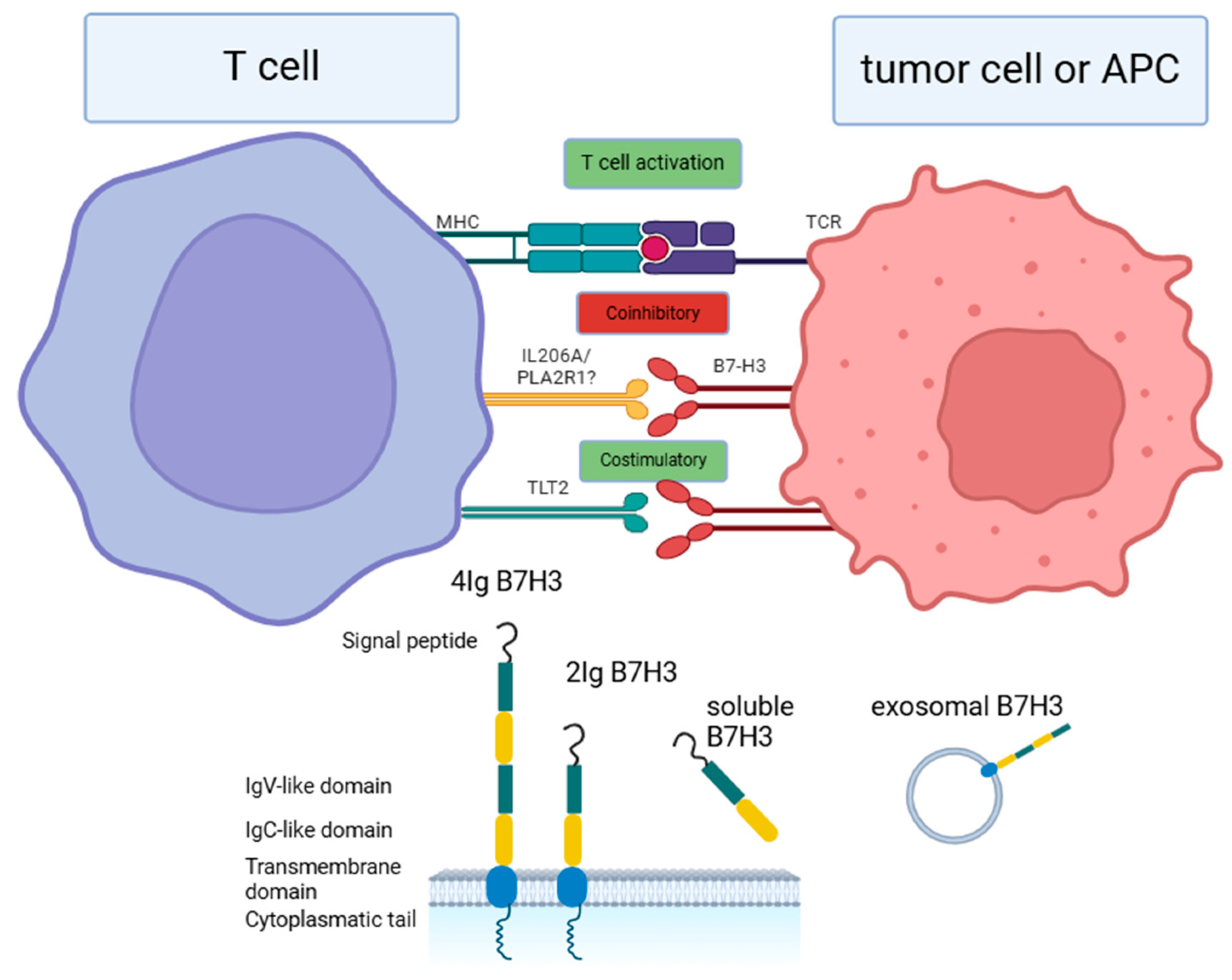 B7H3 in Gastrointestinal Tumors: Role in Immune Modulation