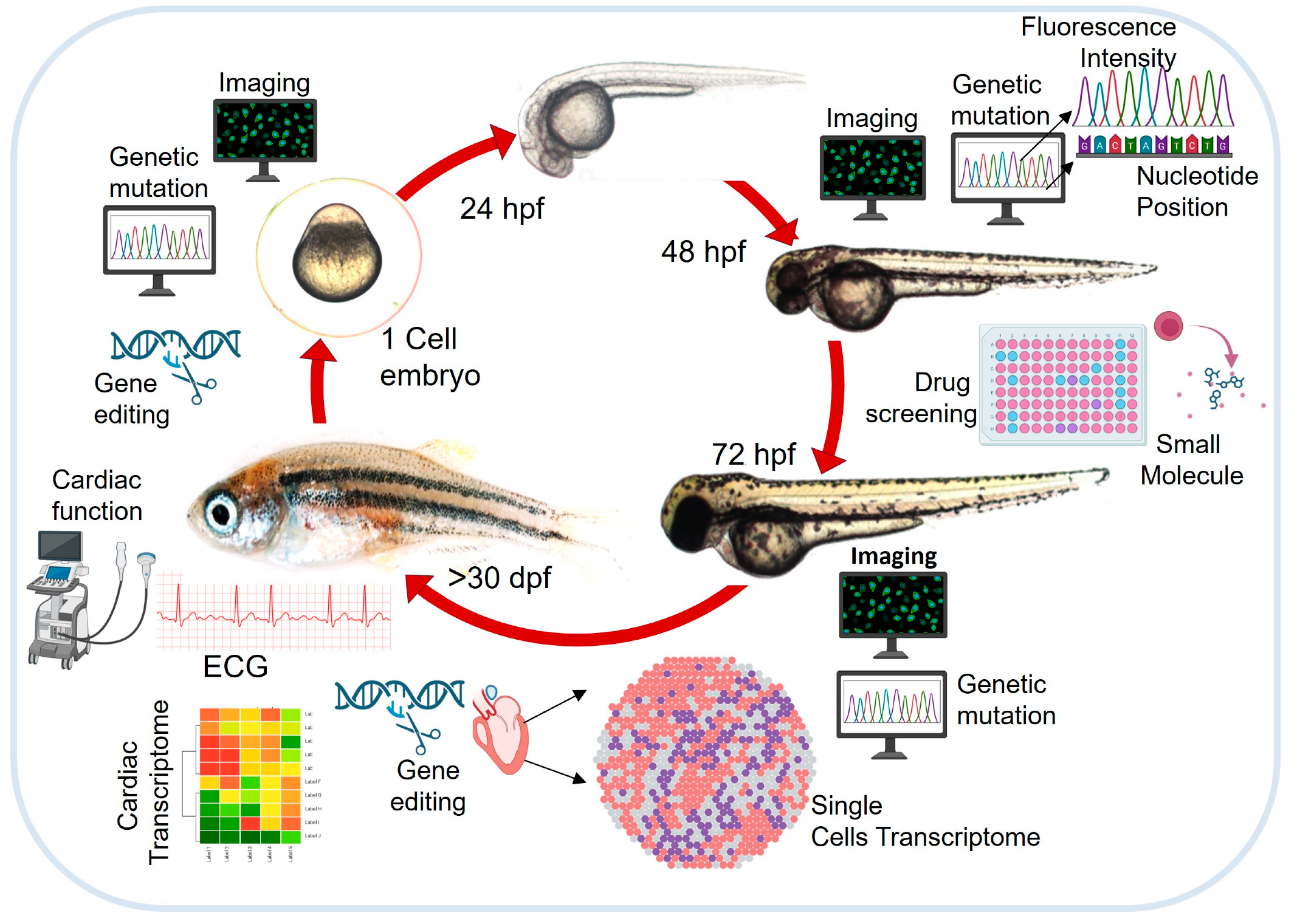 Cells 14 00531 g001 Cells 14 00531 g001