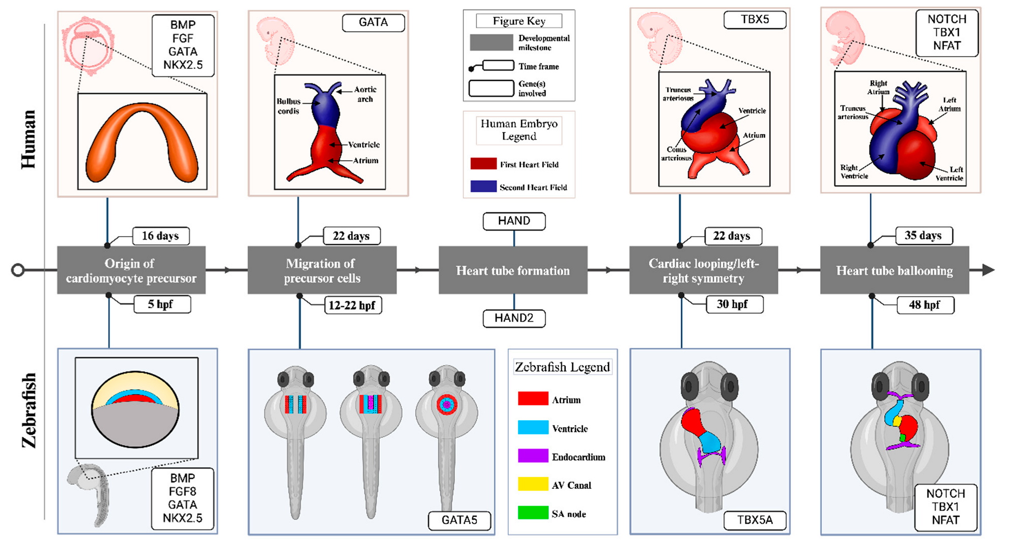 Cells 14 00531 g002 Cells 14 00531 g002