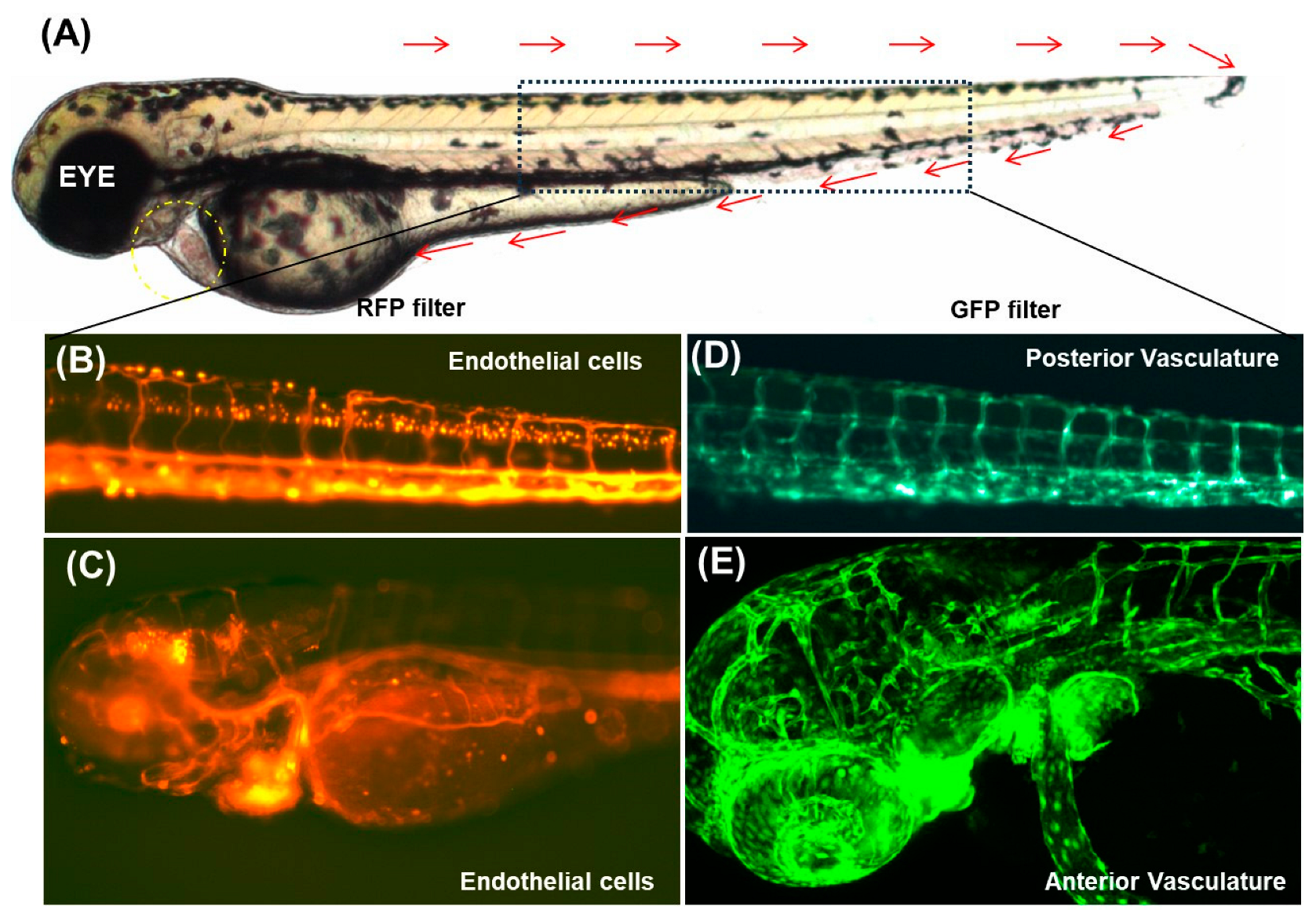 Cells 14 00531 g003 Cells 14 00531 g003