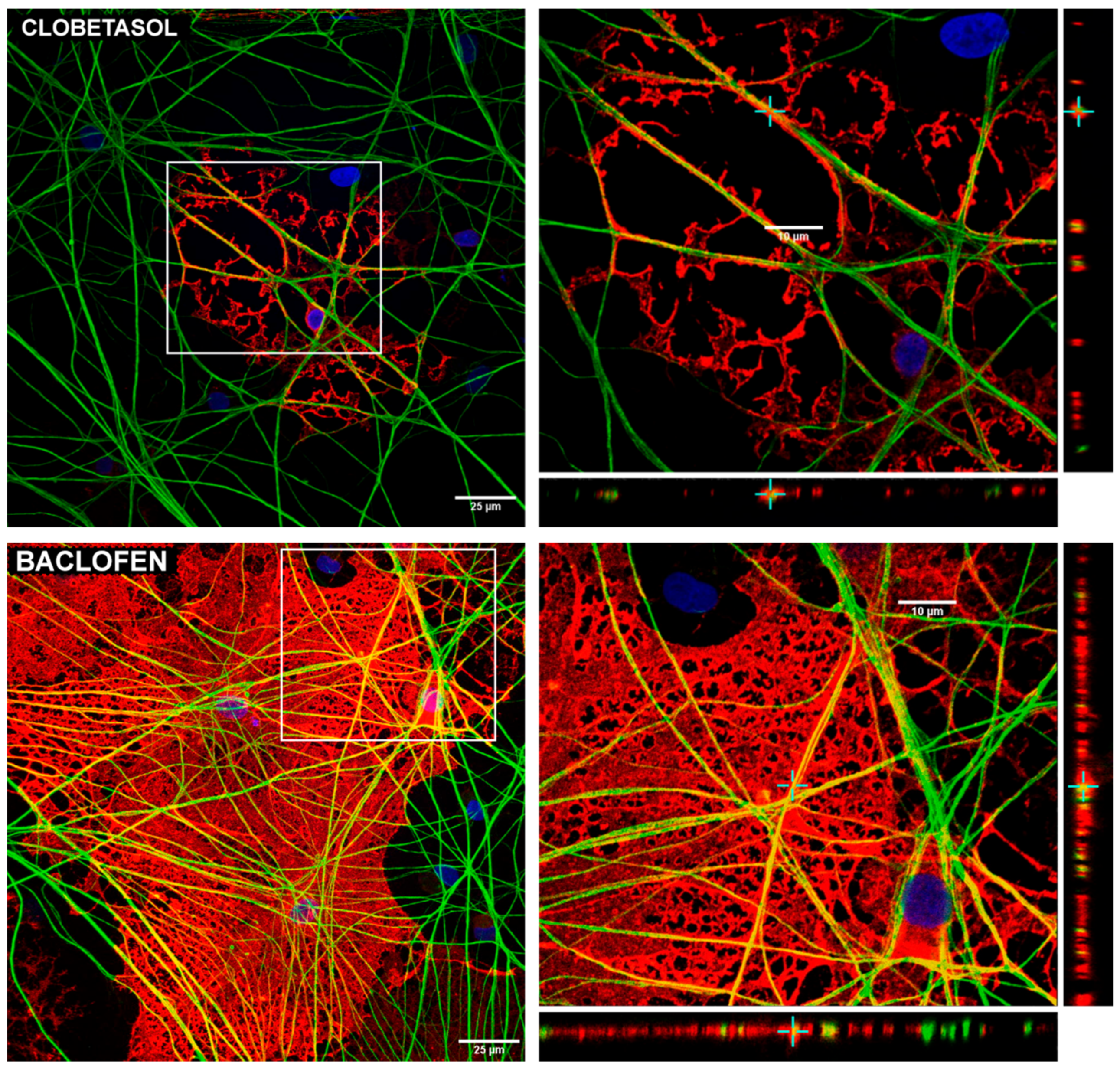 Cells 14 00533 g011c
