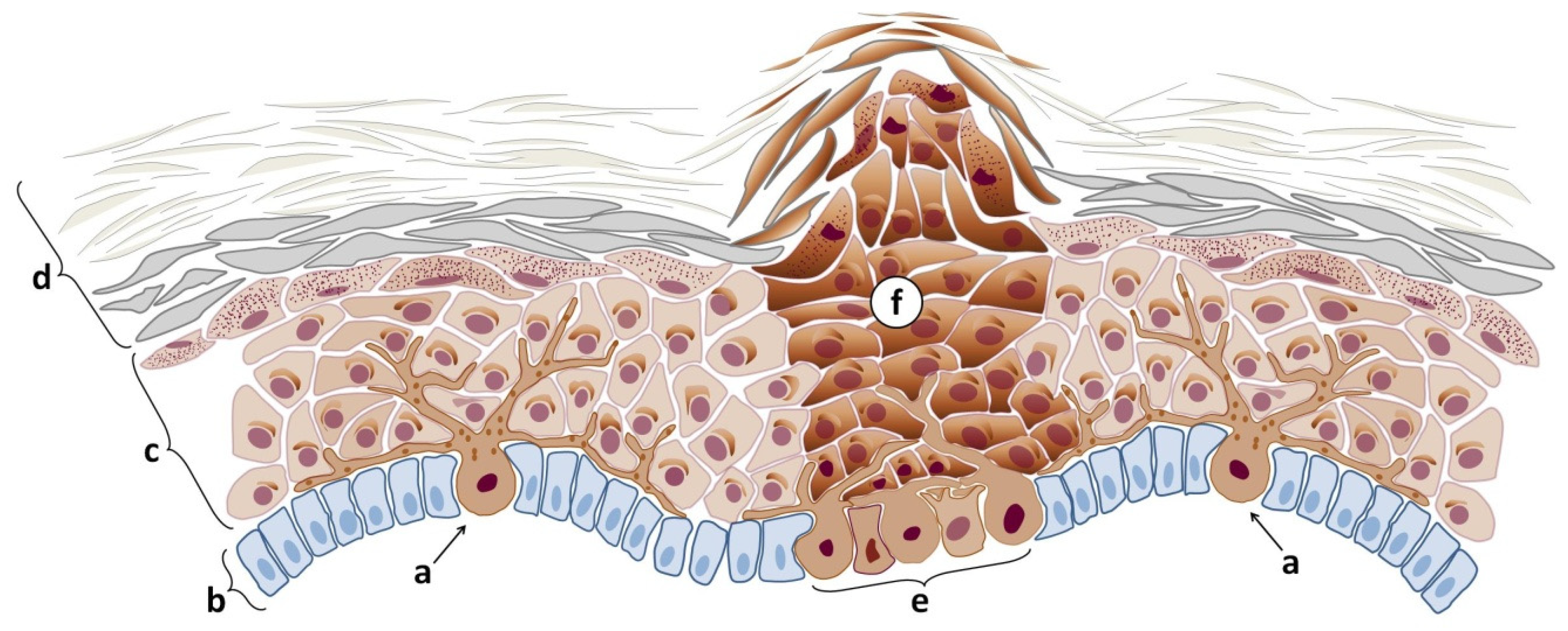 Cells 14 00534 g001 Cells 14 00534 g001