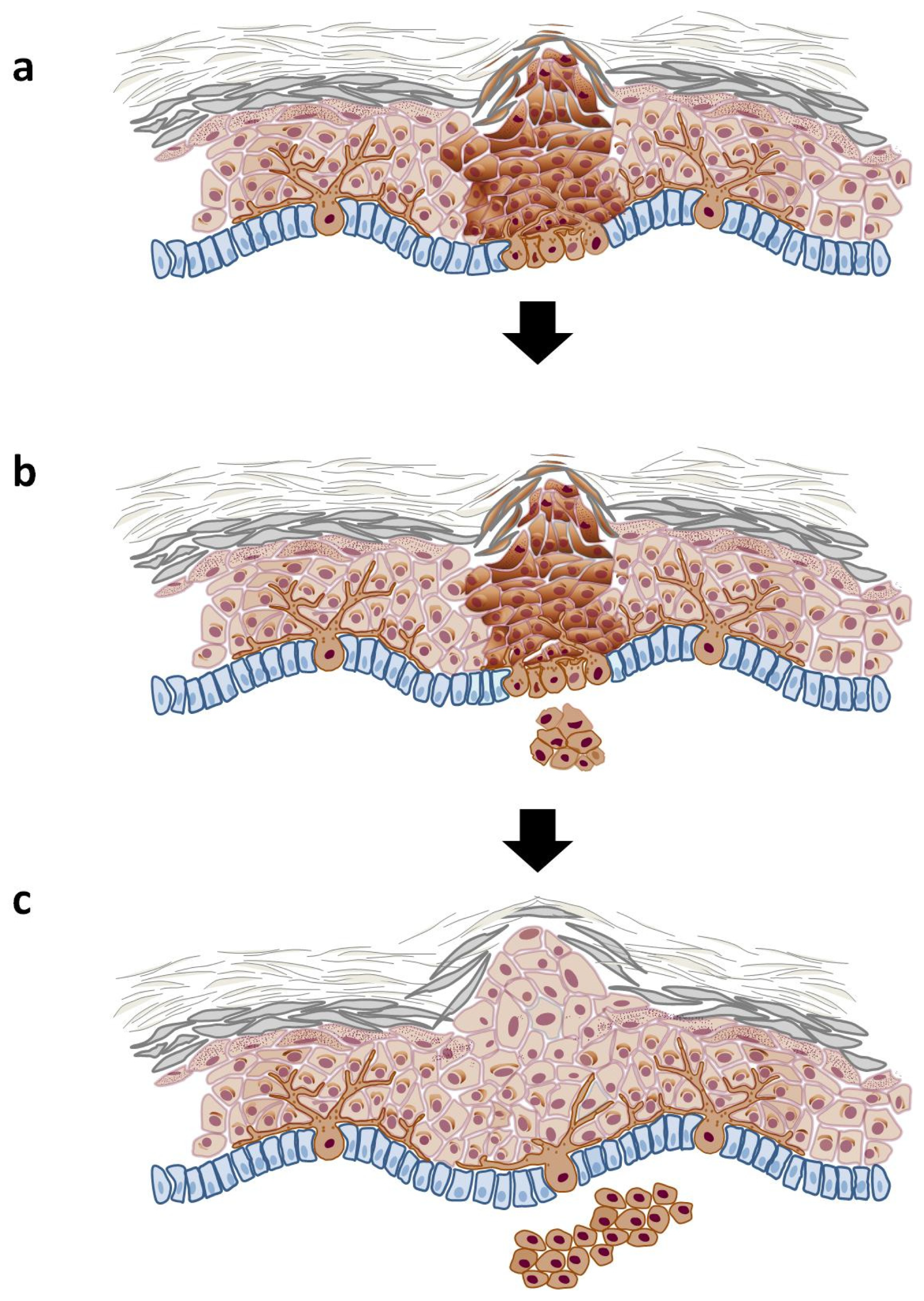 Cells 14 00534 g002 Cells 14 00534 g002