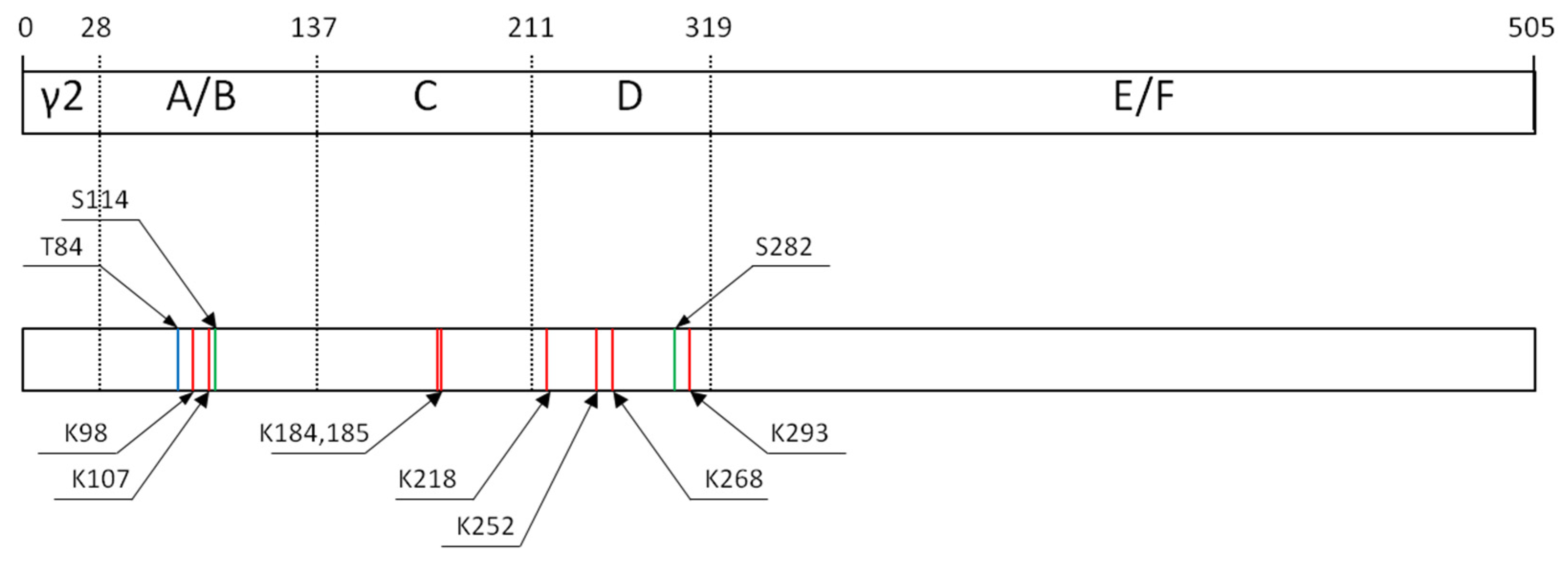 Cells 14 00534 g007 Cells 14 00534 g007