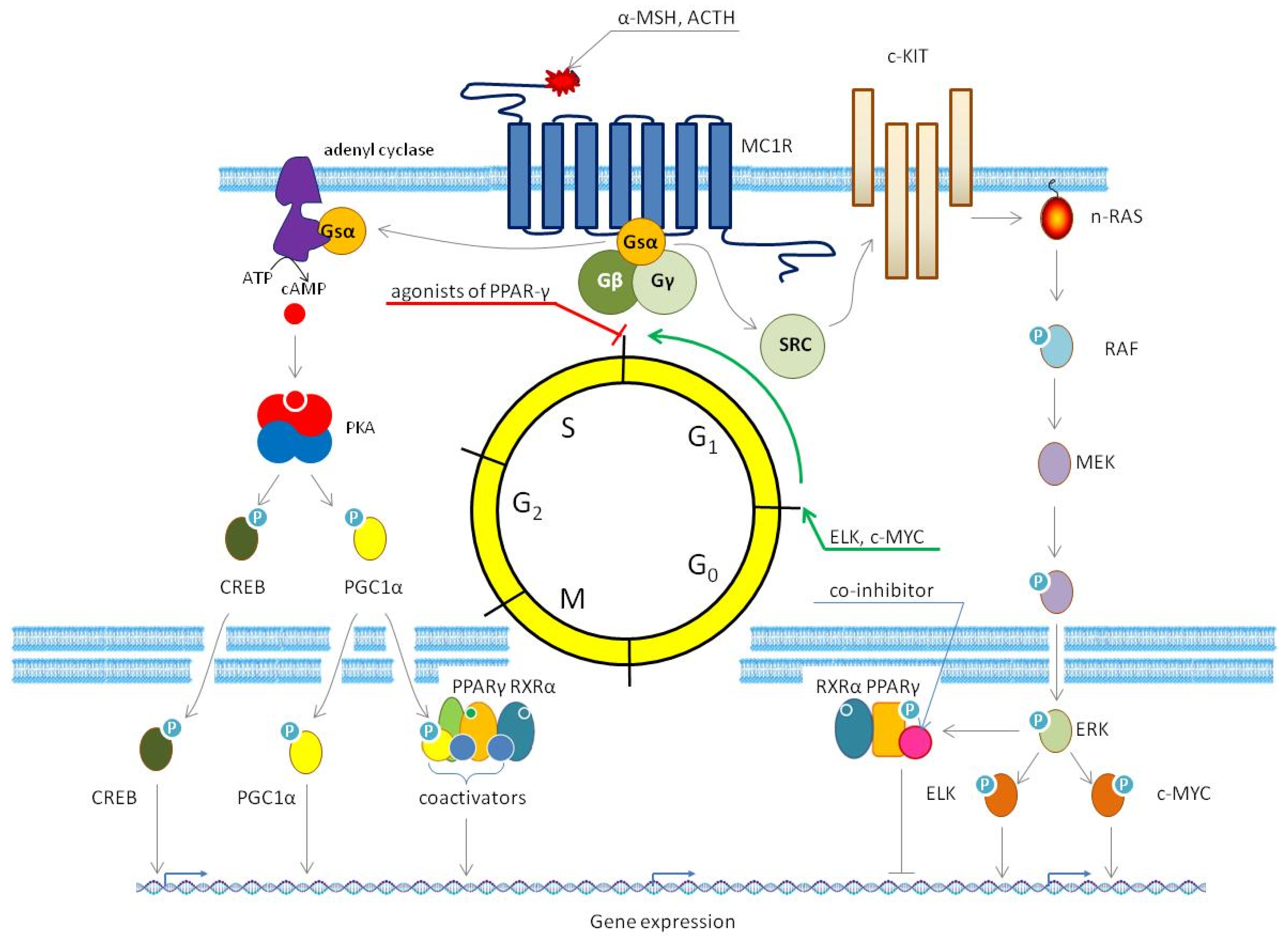 Cells 14 00534 g009 Cells 14 00534 g009