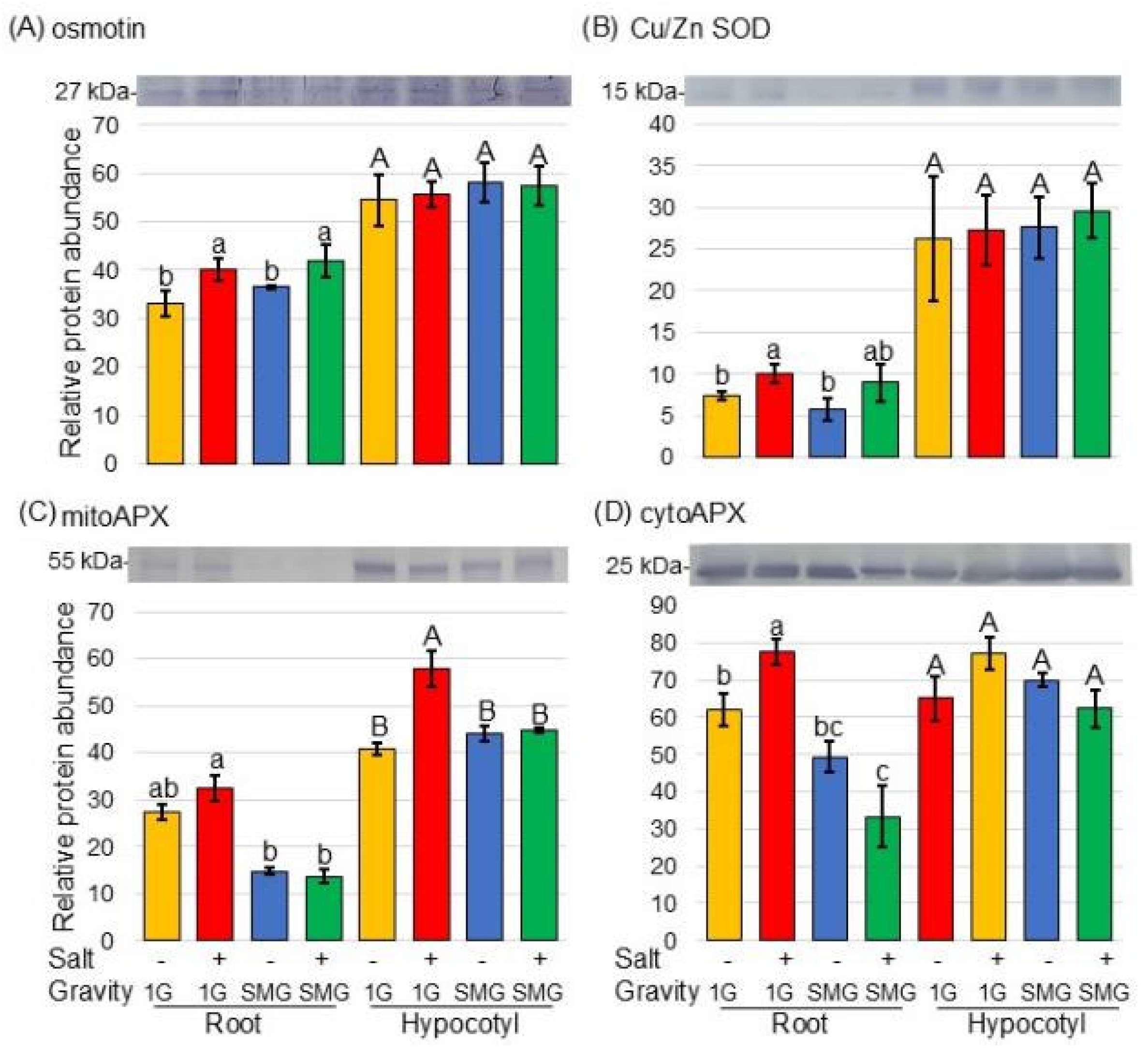 Cells 14 00541 g007 Cells 14 00541 g007
