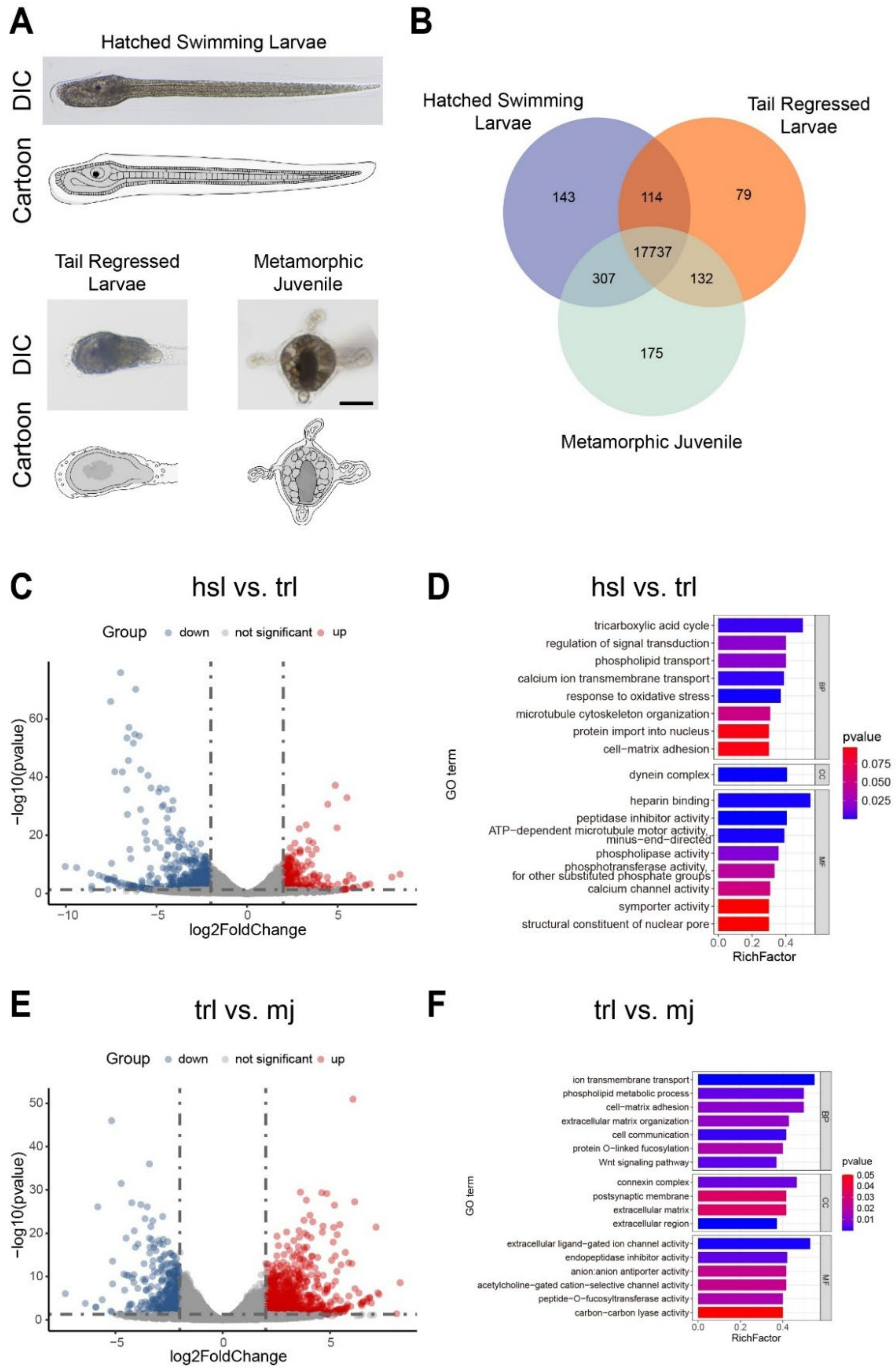 Cells 14 00546 g001 Cells 14 00546 g001