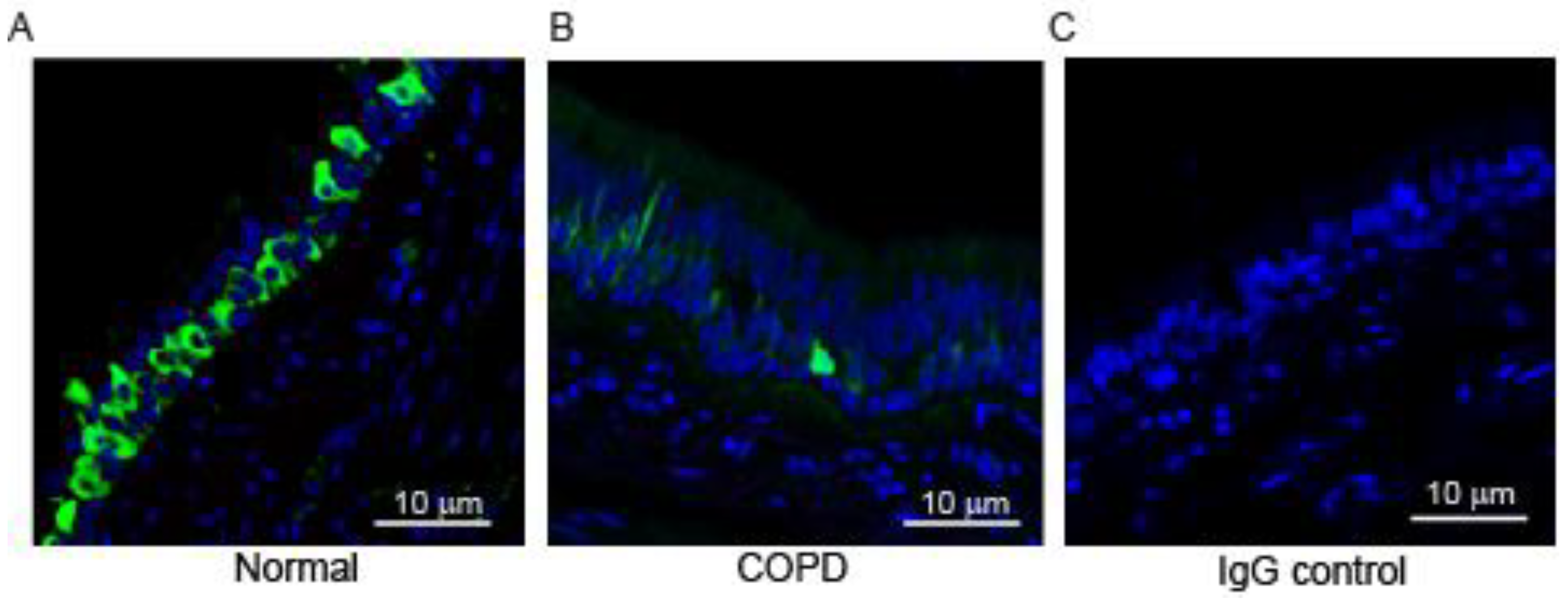 Cells 14 00549 g001 Cells 14 00549 g001