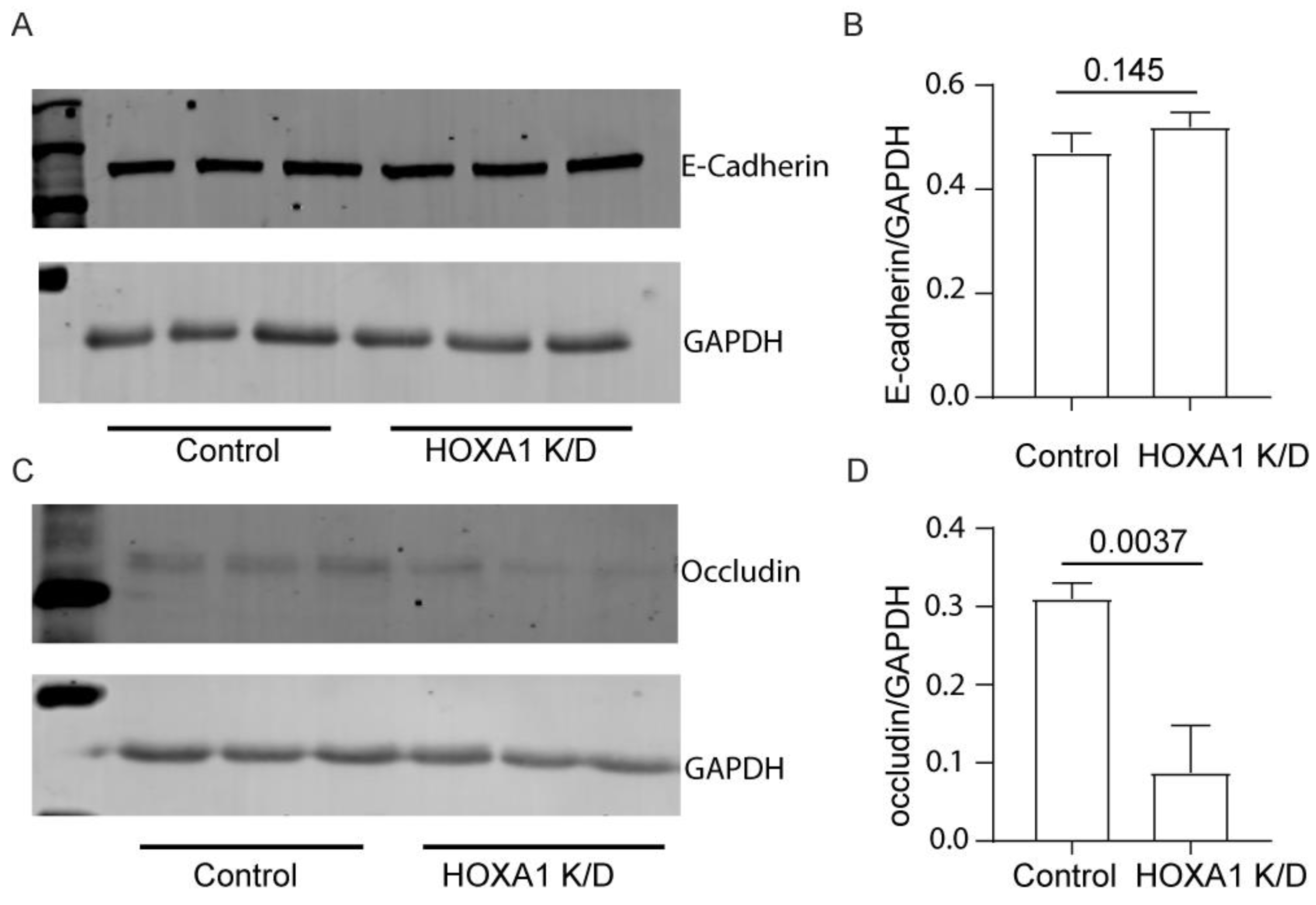 Cells 14 00549 g007 Cells 14 00549 g007