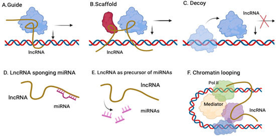 【Mourning Phase】 SARS‐CoV‐2 nucleocapsid protein interacts with