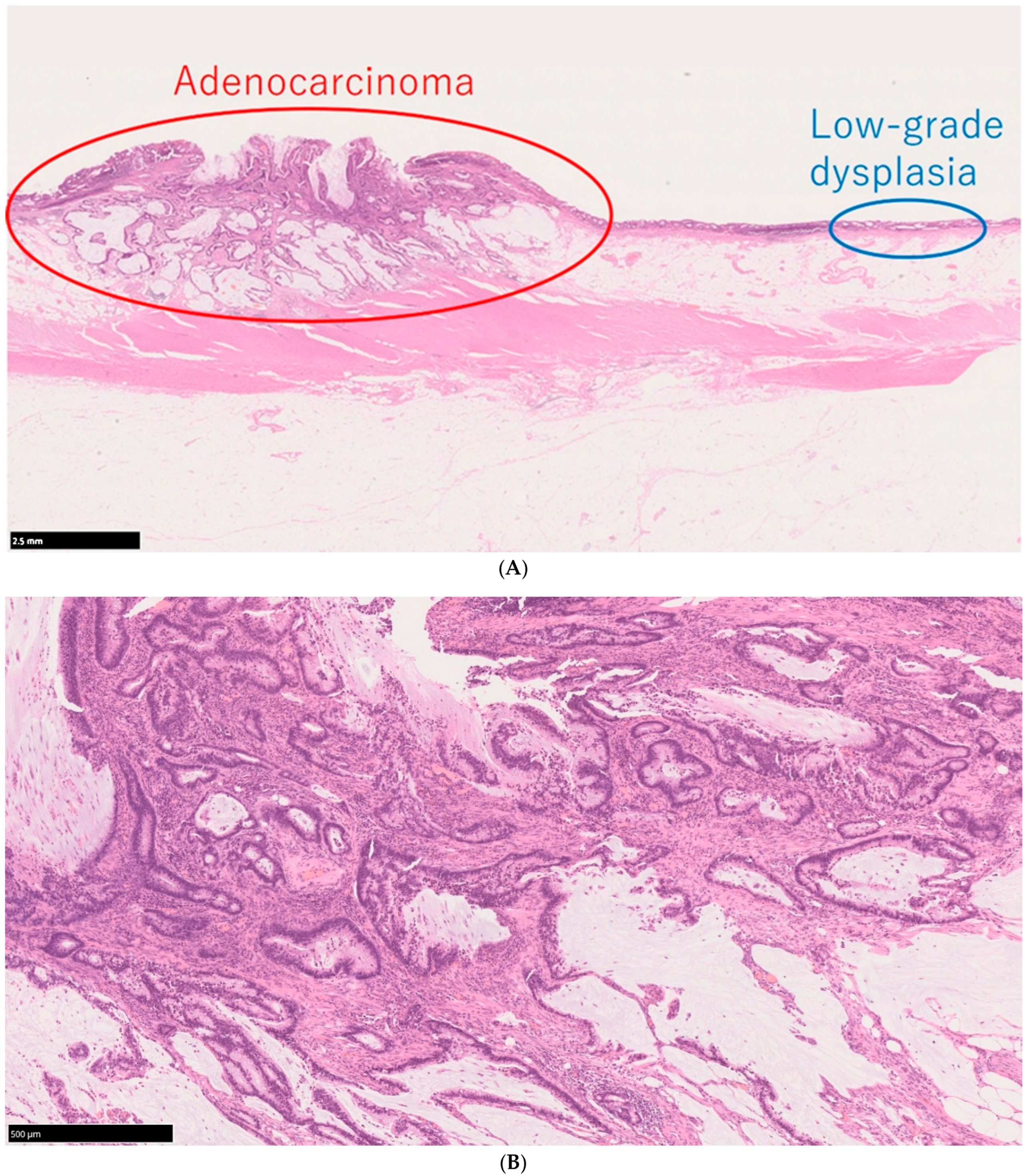 Cells 14 00567 g002a