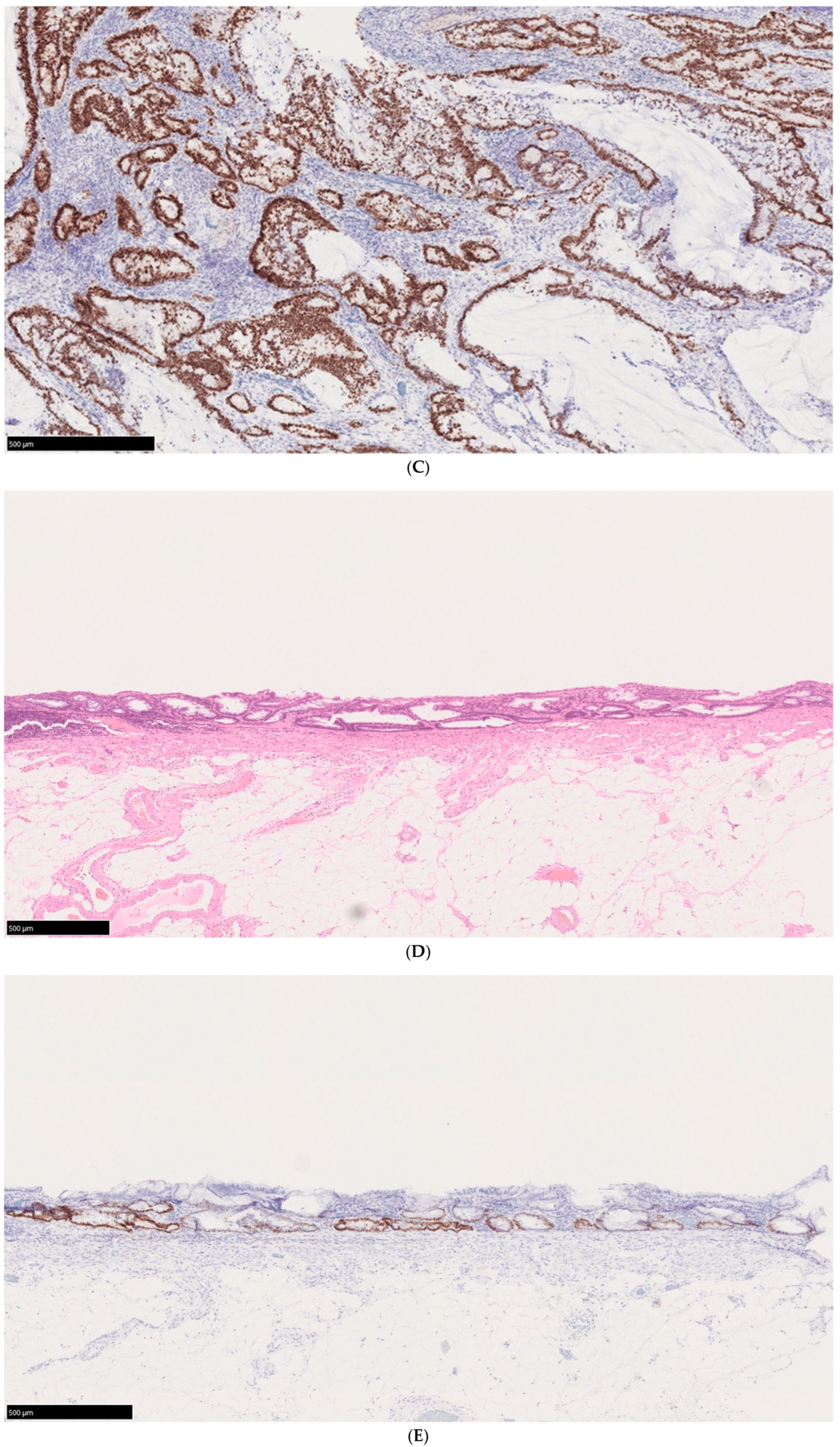 Cells 14 00567 g002b