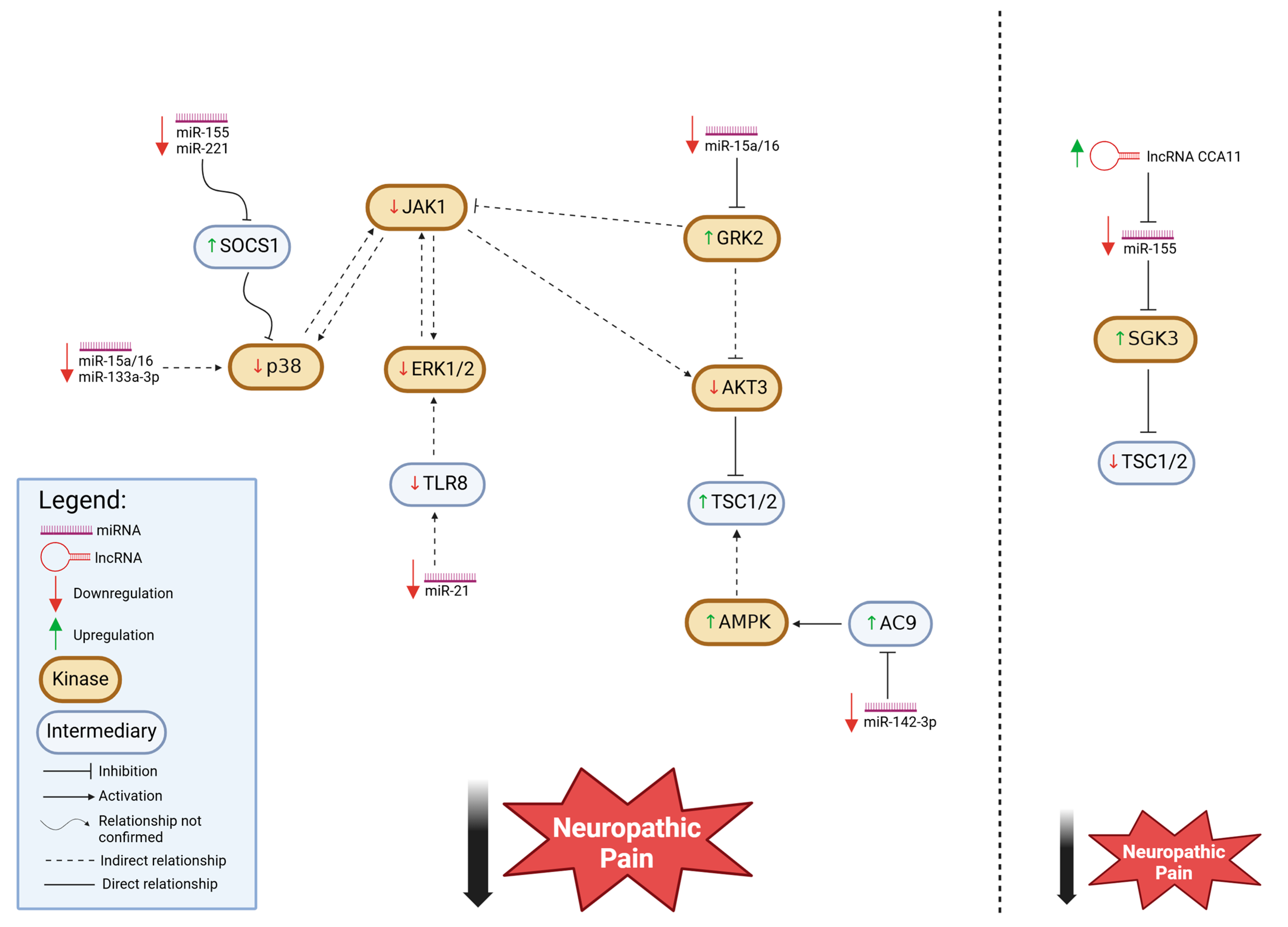 Cells 14 00577 g002 Cells 14 00577 g002