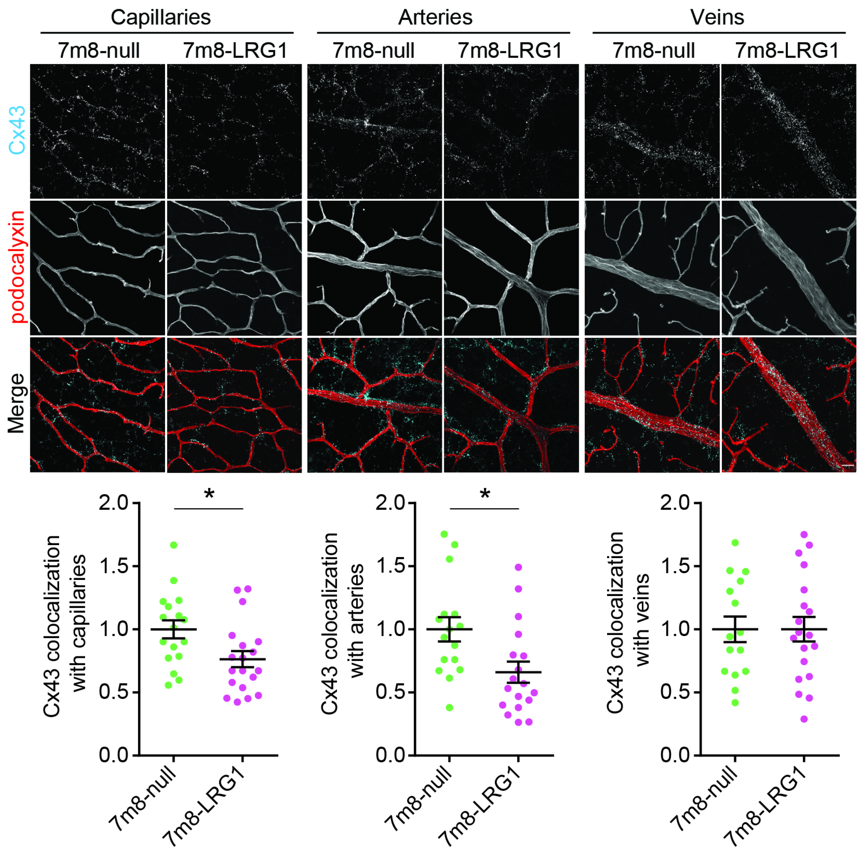 Cells 14 00593 g006 Cells 14 00593 g006