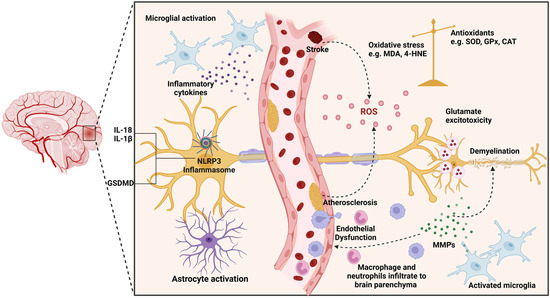 The Role of Oxidative Stress and Inflammation in the Pathogenesis and ...